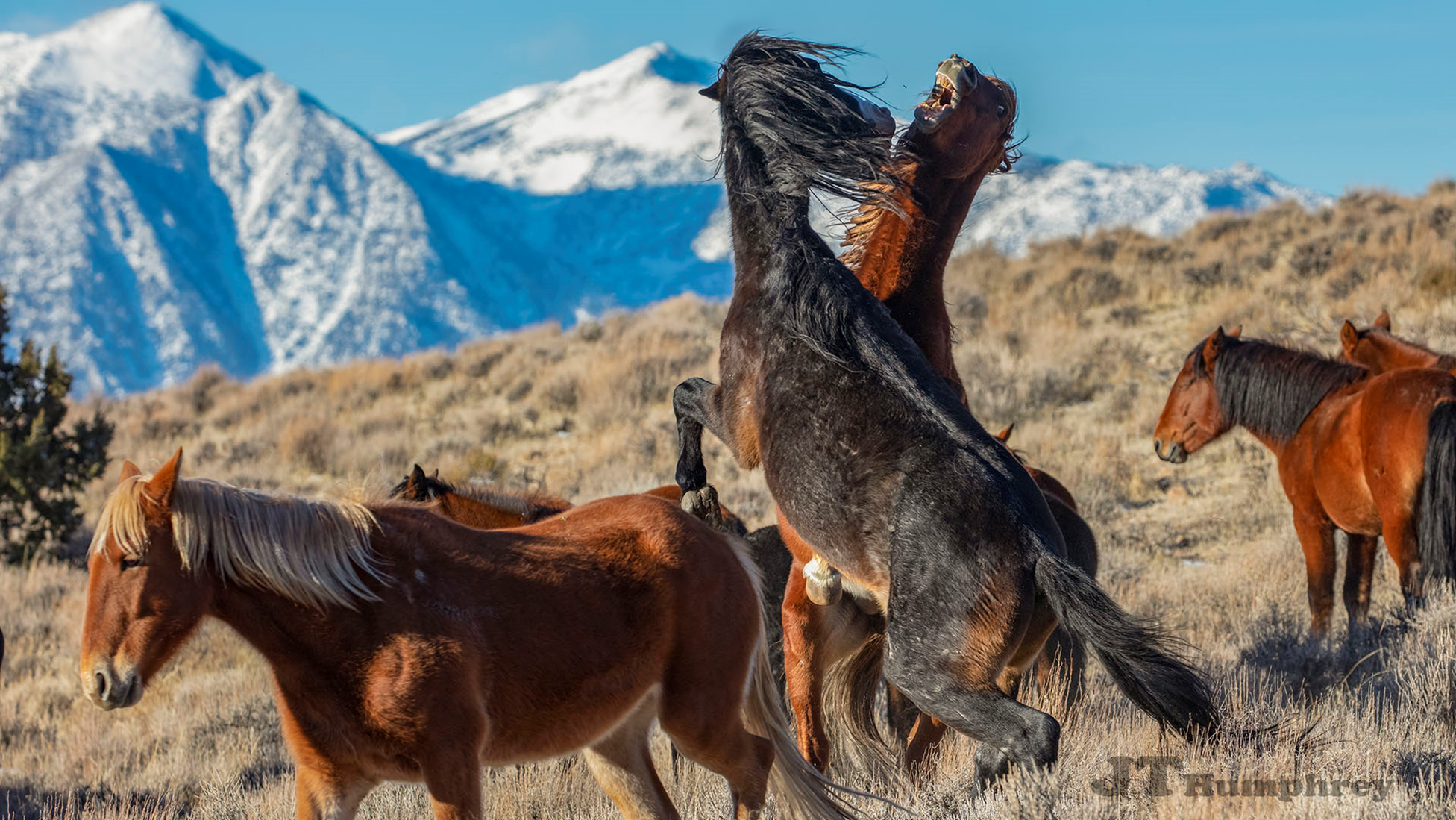 BLM Oregon Plans to Roundup 1,800 Wild Horses   Please Take Action Now!