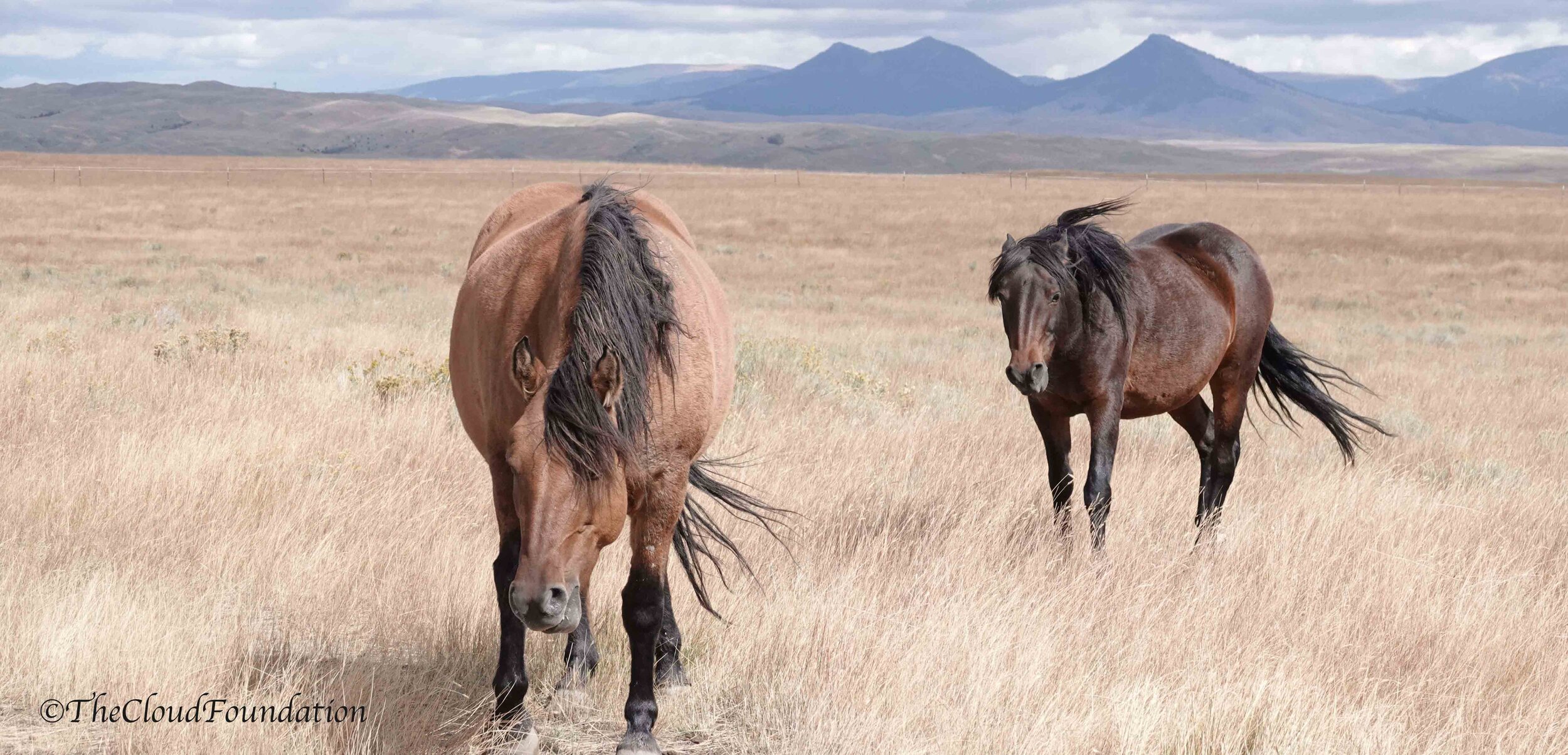 The Shared History of Wild Horses and Indigenous People