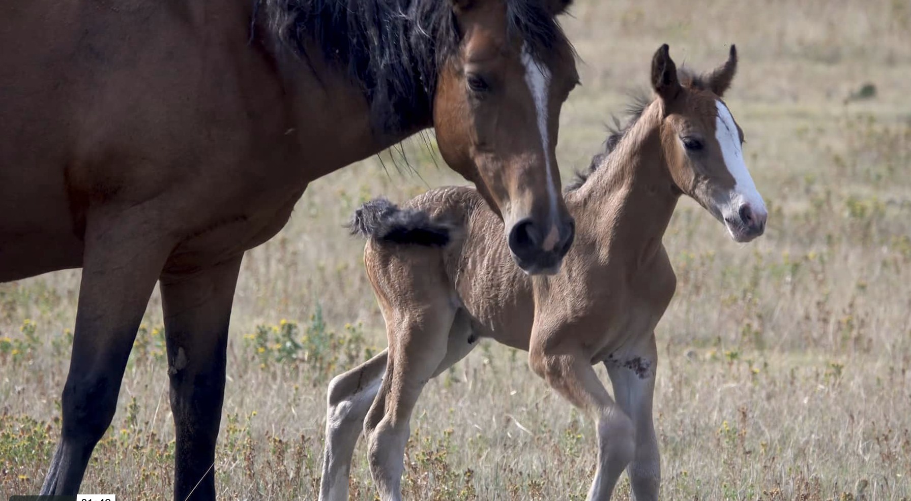 Introducing...Calamity Jane! [video]