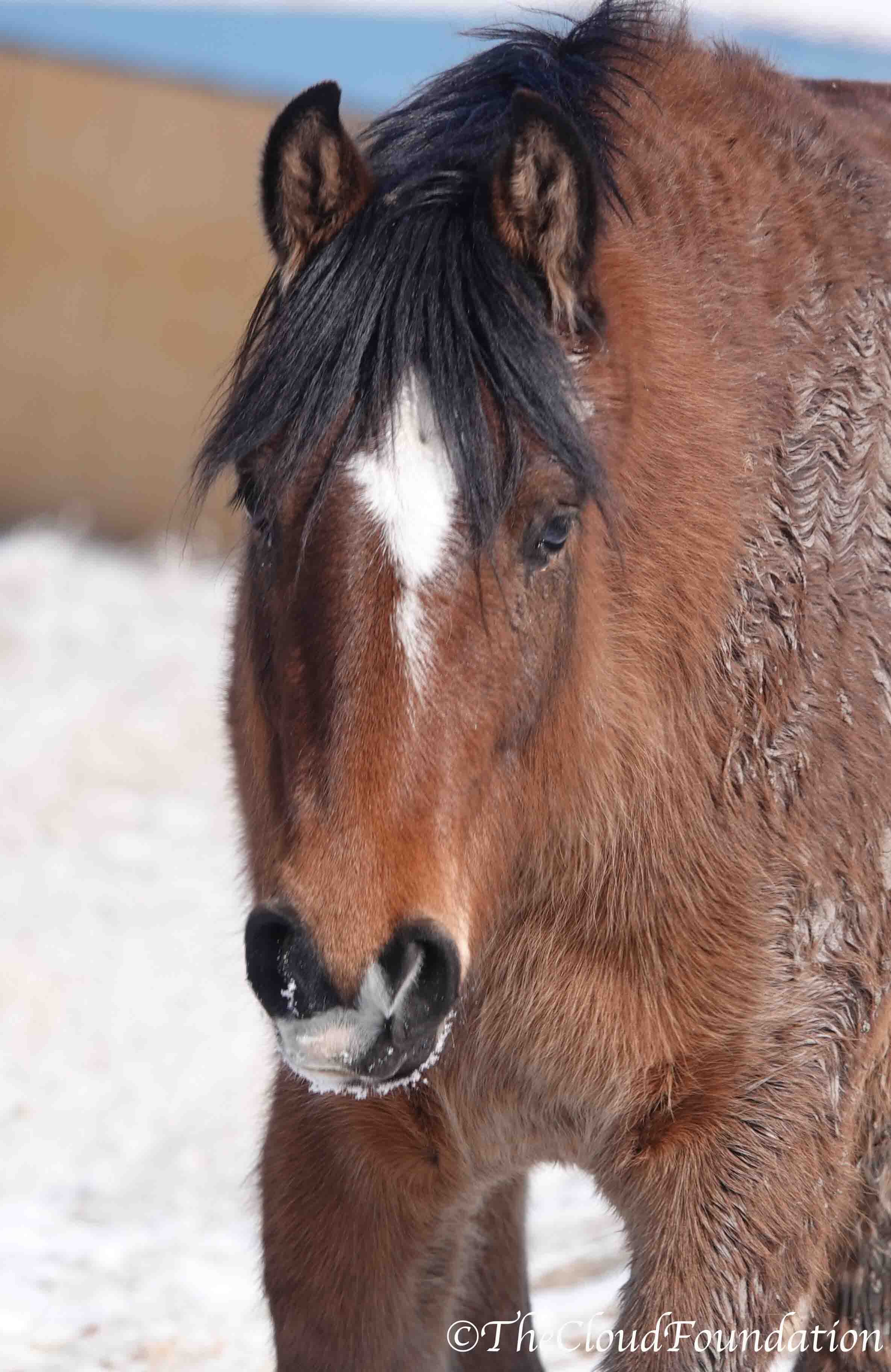 Winter, filly