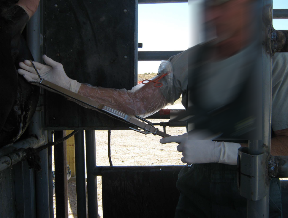 Ovariectomy Via Colpotomy: Ripping Out Ovaries of Wild Mares