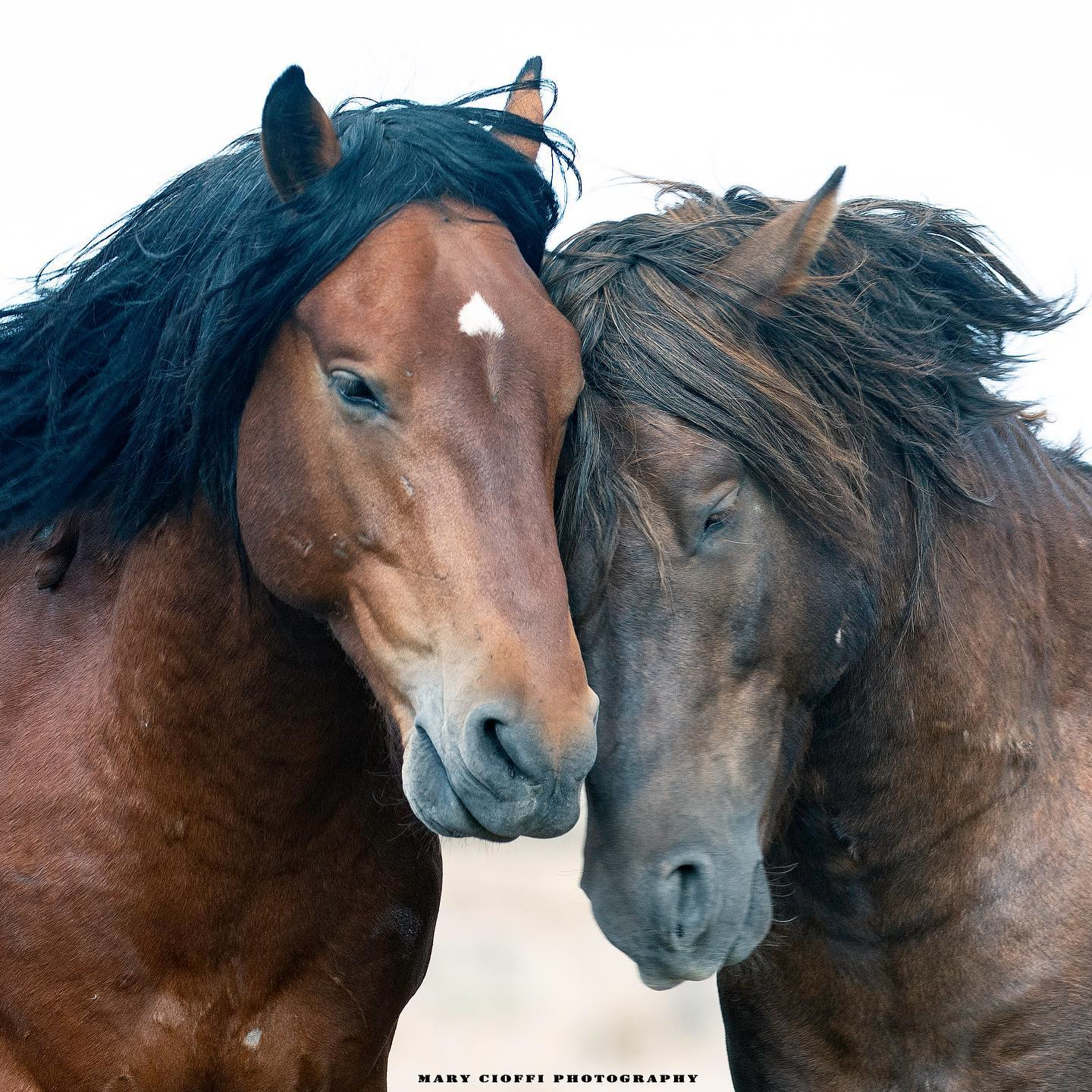 Demand Occidental Petroleum Protect Wild Horses on their WY Lands