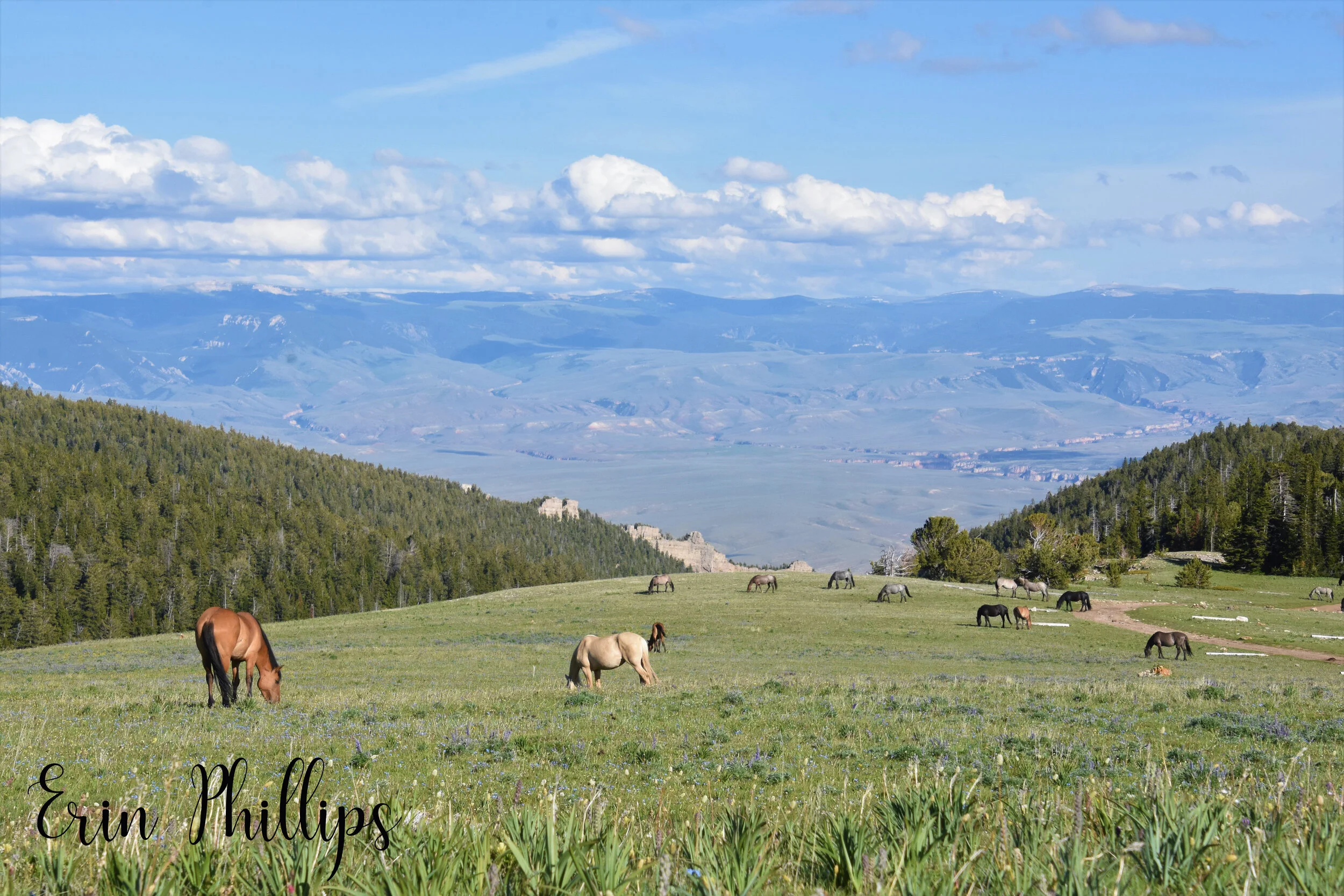 Arrowhead Adventures [Guest Post by Erin Phillips]