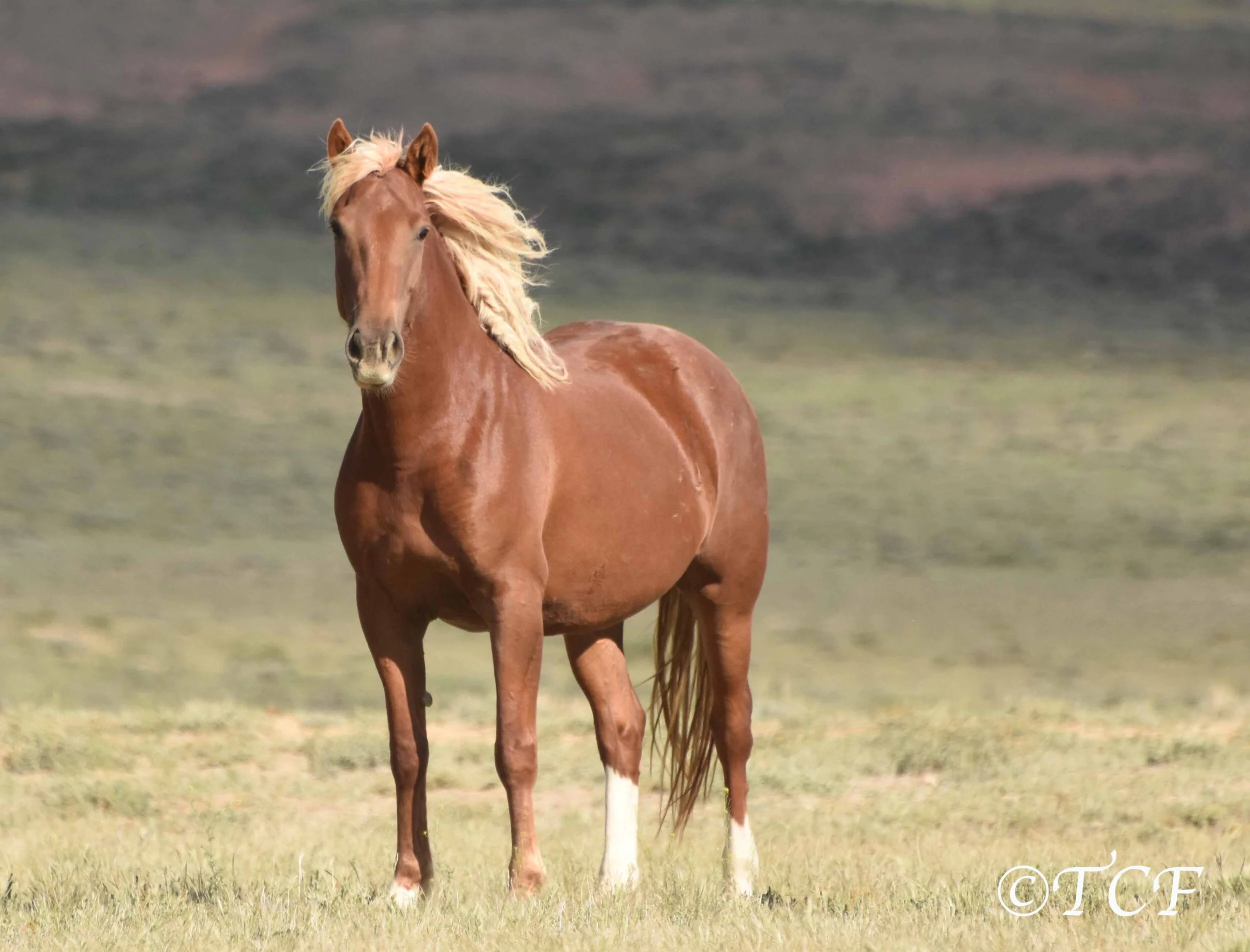 Help TCF Stop BLM's Inhumane Plan to Sterilize Wild Mares