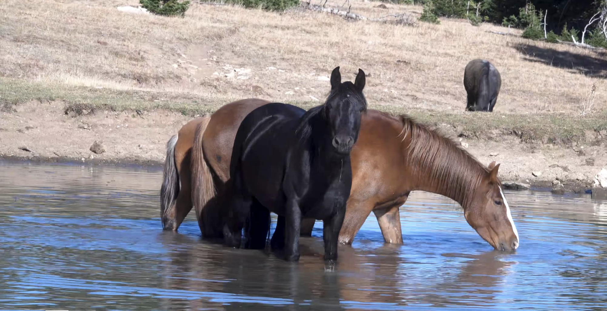 [Video] London's Band at the Water Hole
