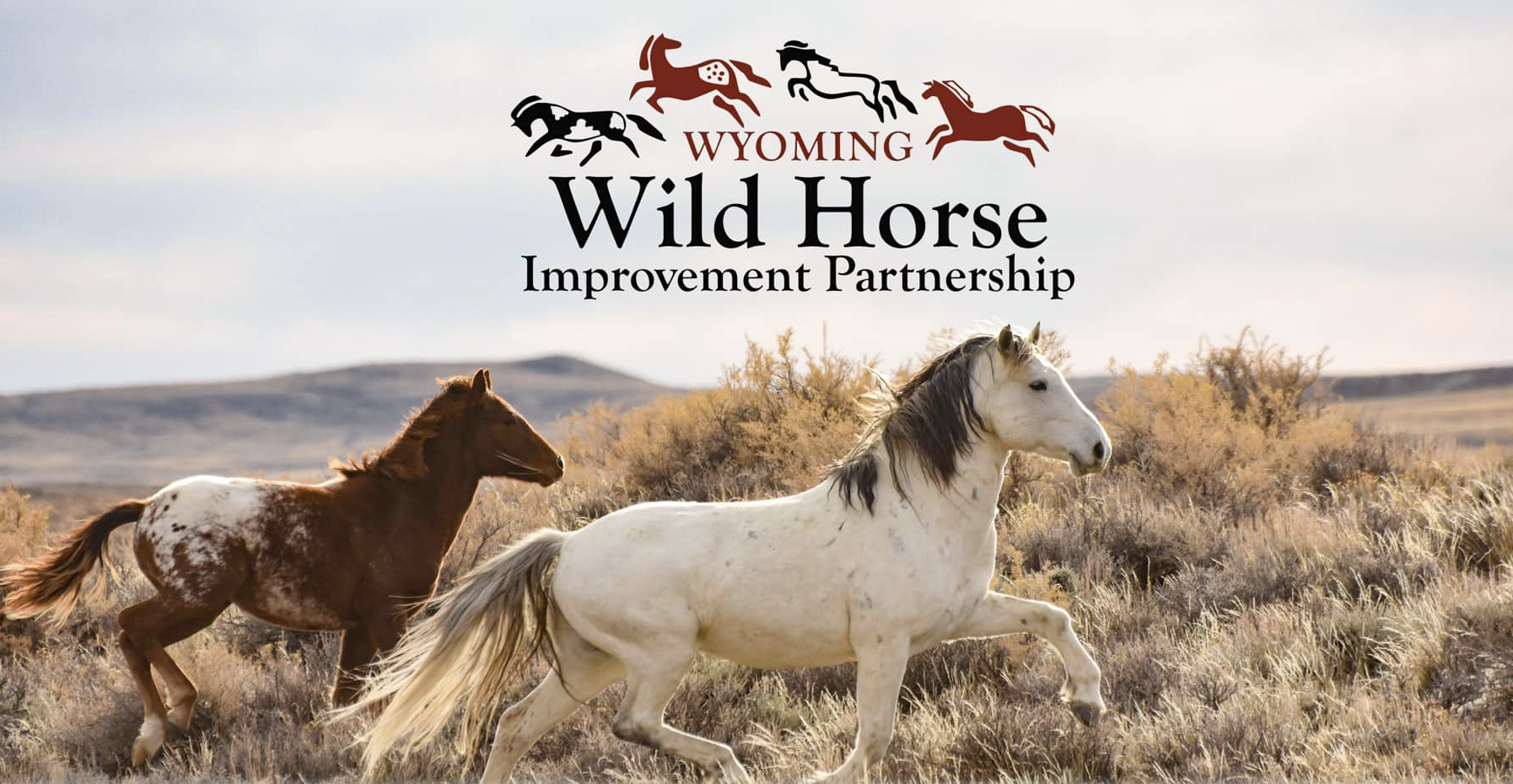 TCF Works to End Roundups Forever in Stewart Creek HMA of Wyoming