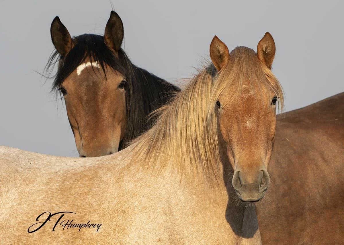 TCF takes on Pendley's Wild Horse Agenda