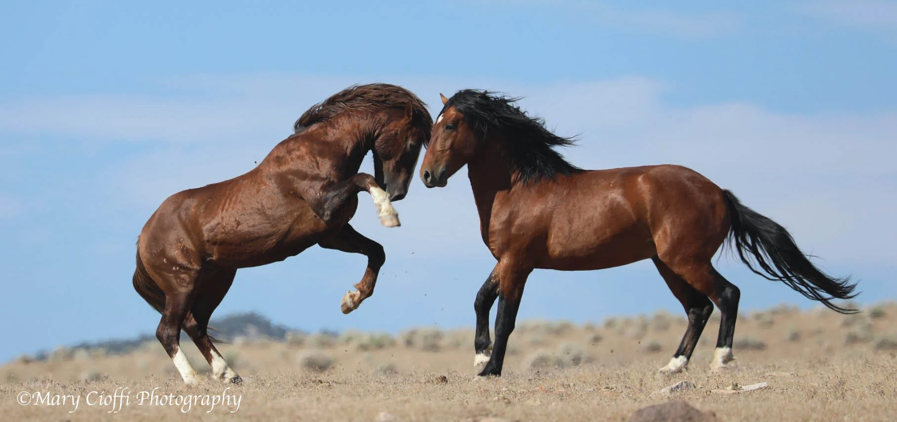 TCF Calls on Oil CEO to Protect Wild Horses in Southern Wyoming