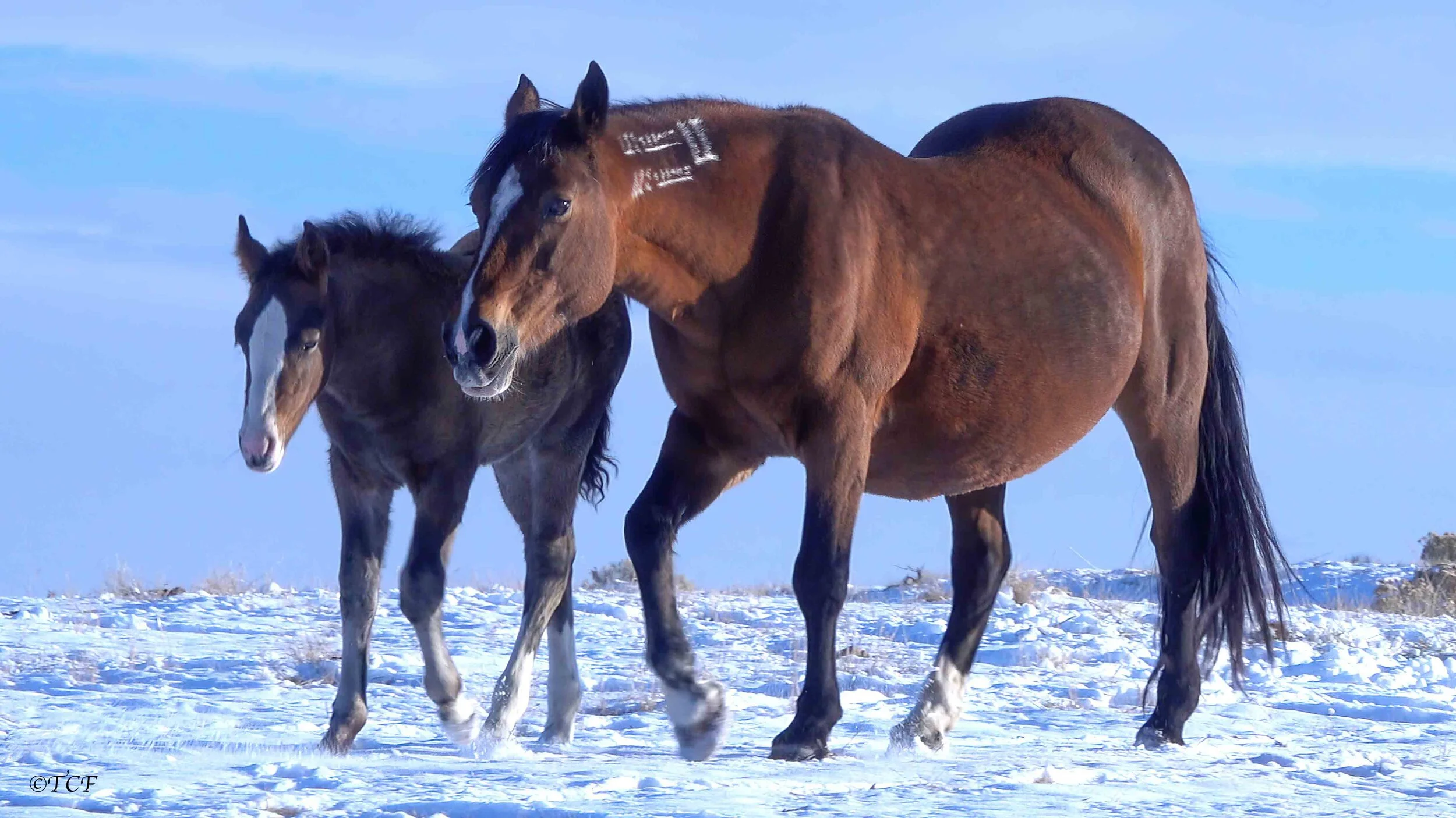 [Video] Calamity Jane's First Snow!