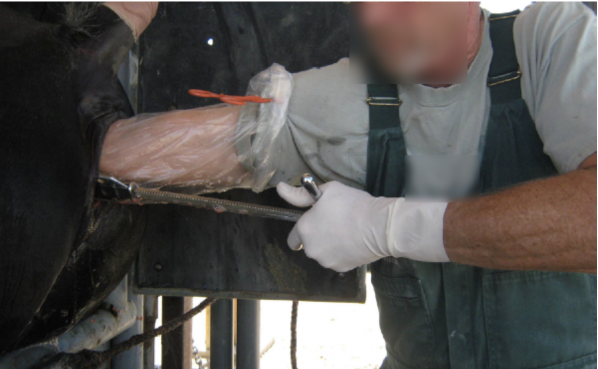 Congress Set to Allow BLM to Rip Out the Ovaries of Wild Mares