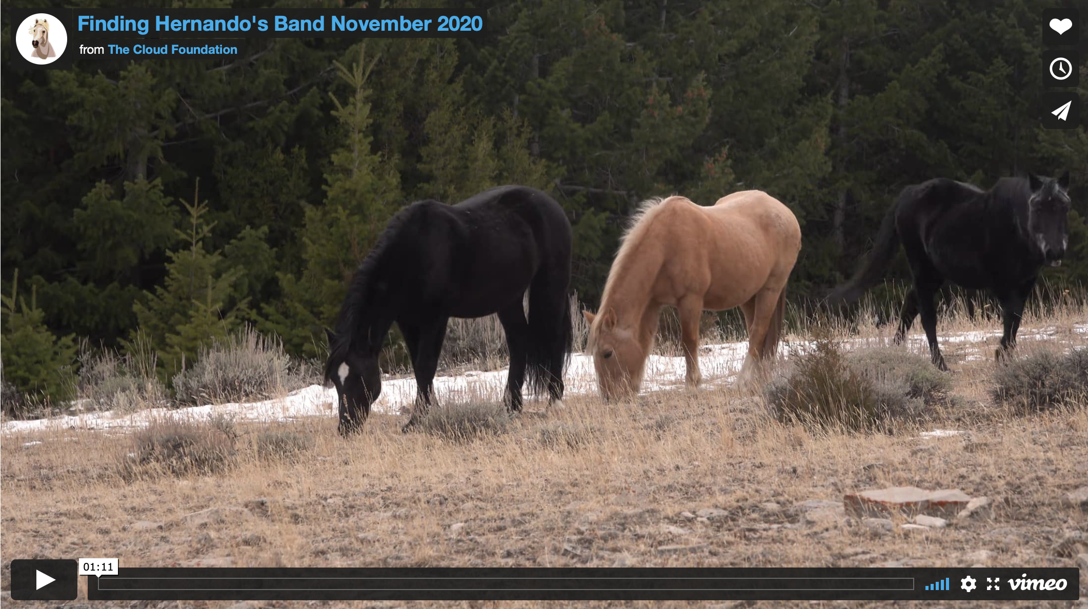 [Video] Finding Hernando's Band, November 2020