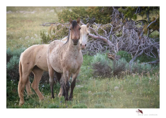 "Wild Heart Song" [Guest Spot featuring Deb Lee Carson]