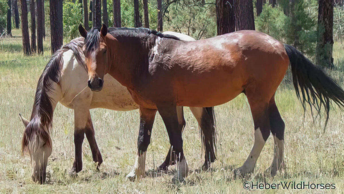 Urge USFS to Stop Fencing Out Heber Wild Horses from Their Territory!
