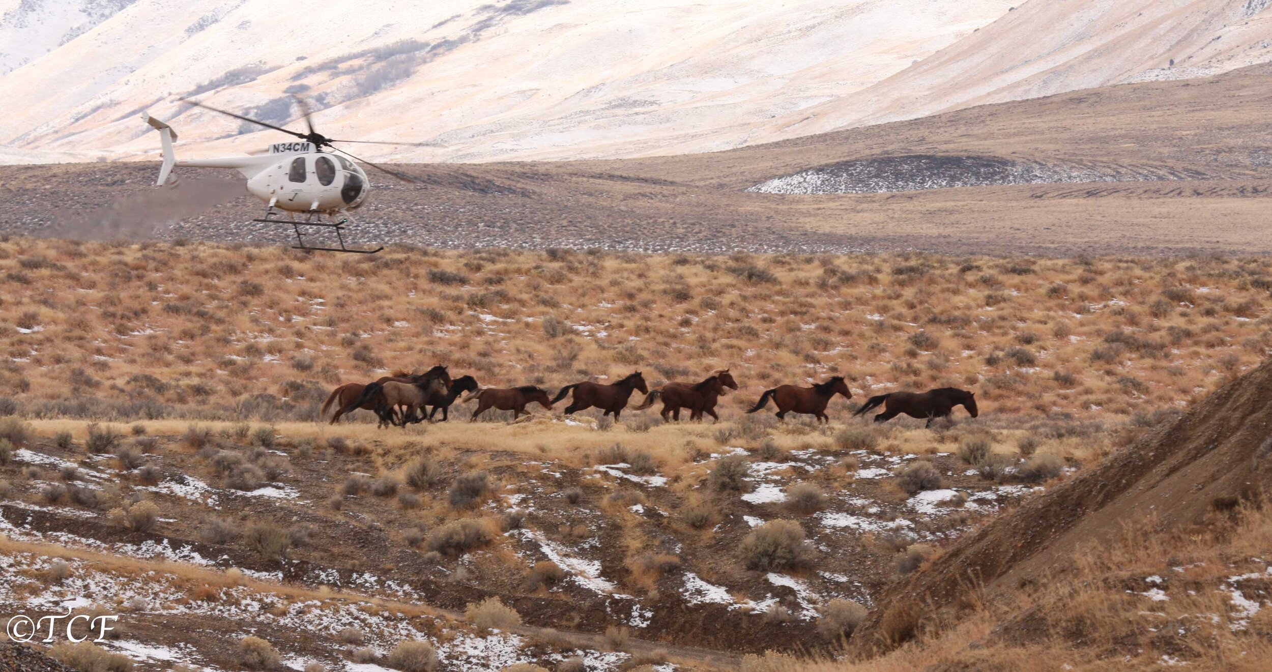 Calico Complex Wild Horses and Burros Need Your Voice