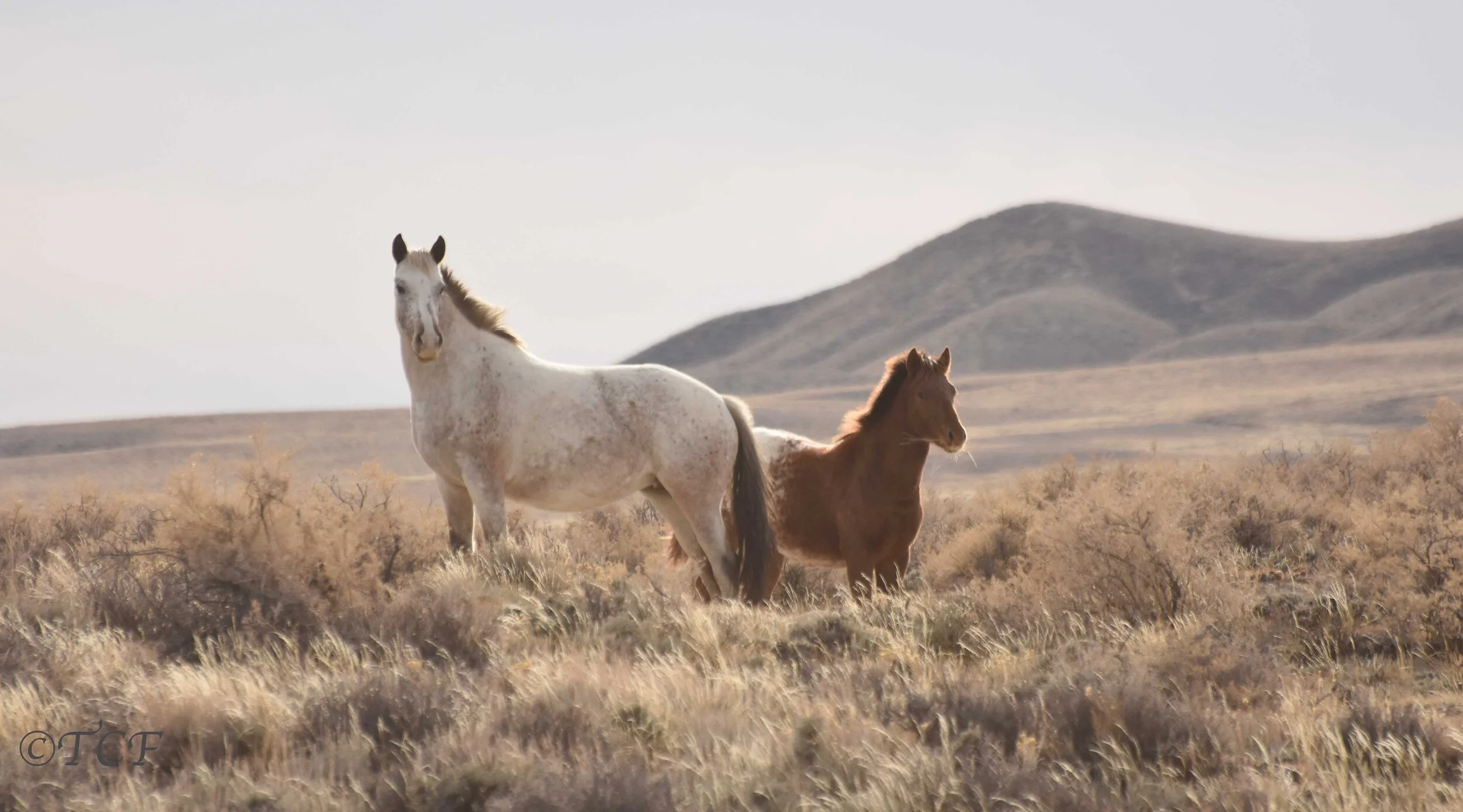 Speak Up For WY's North Lander Wild Horses