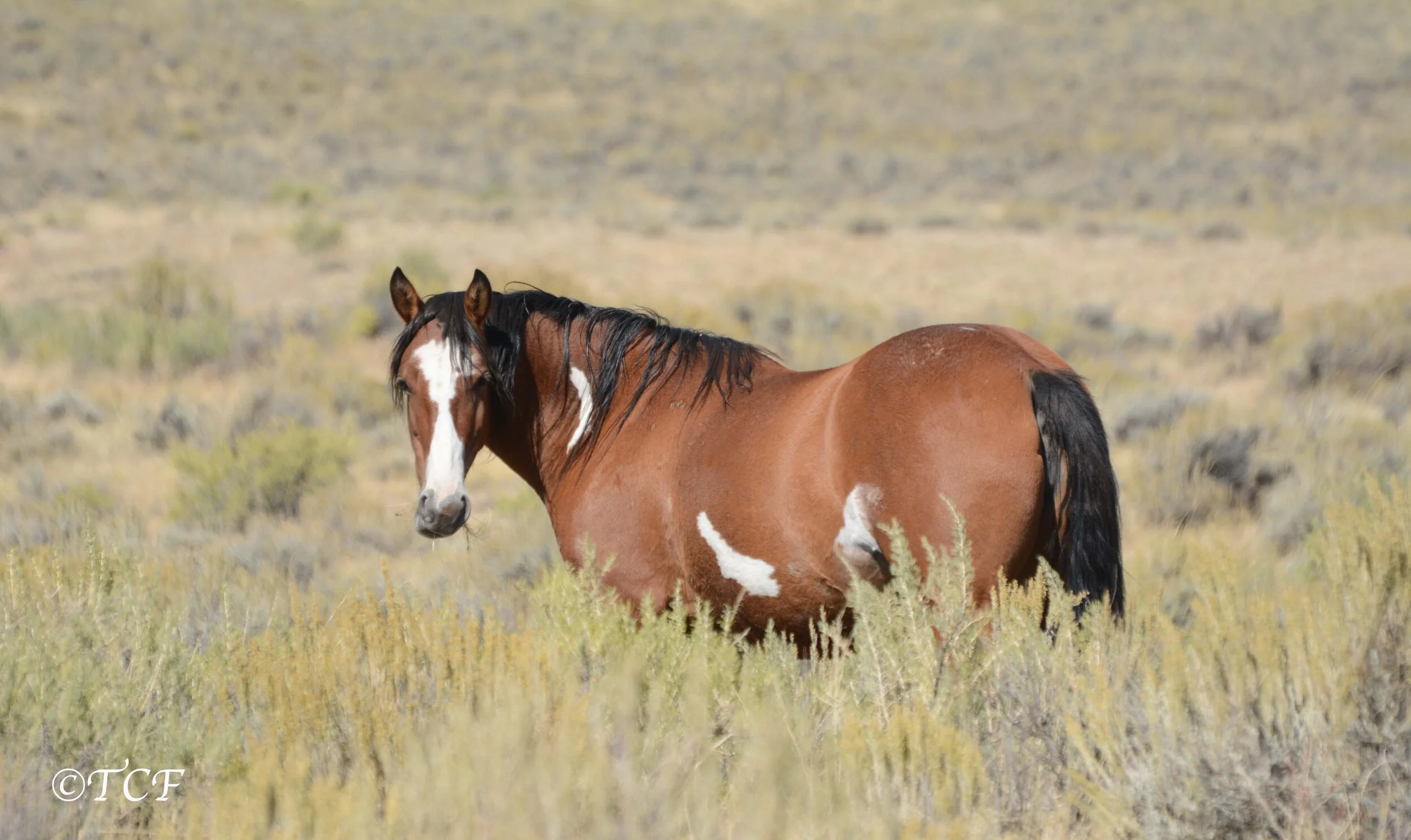 Tell BLM: Manage Sand Wash Basin Wild Horses On the Range!