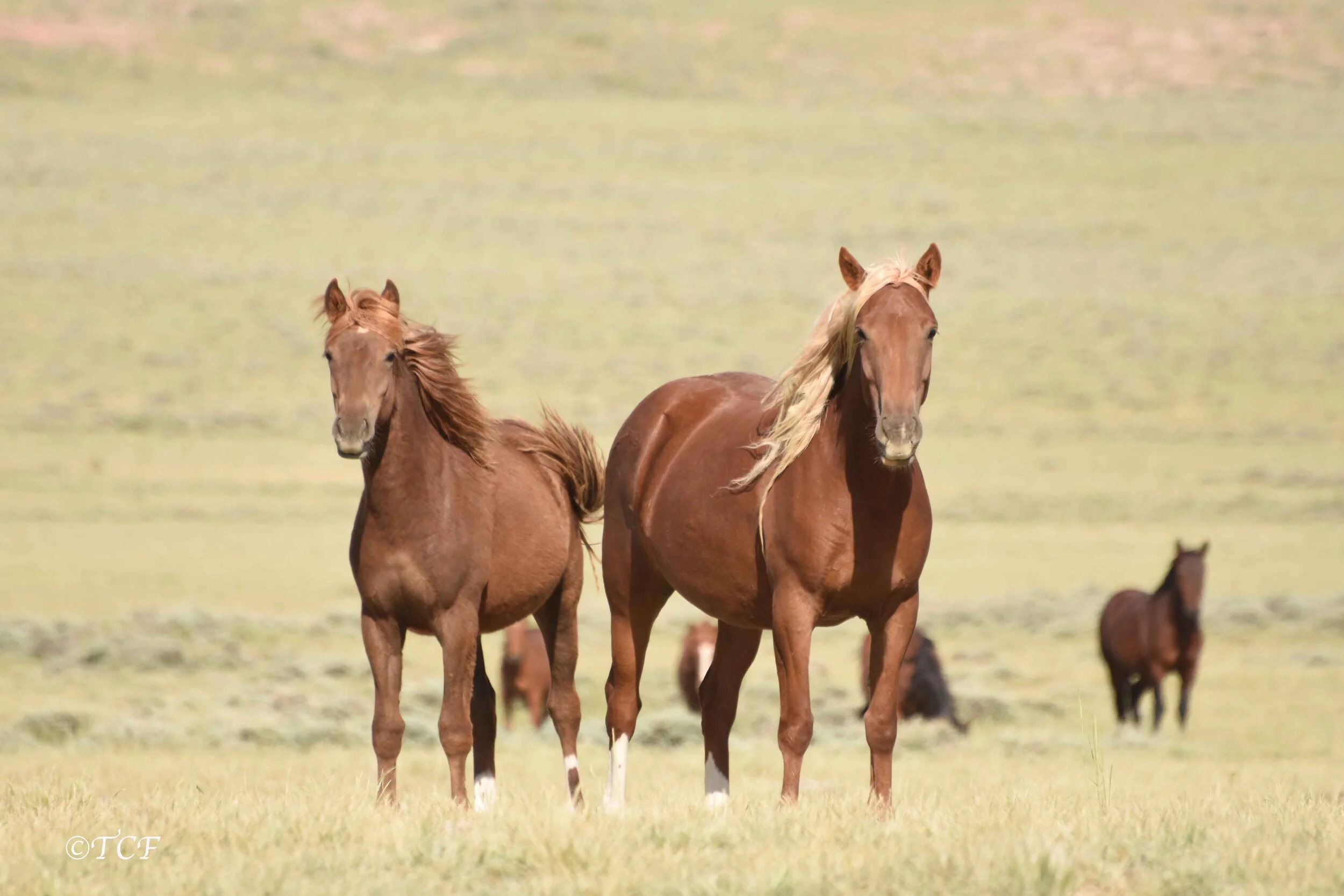 Urge DOI Secretary Haaland: Humane Management, Not Roundups!