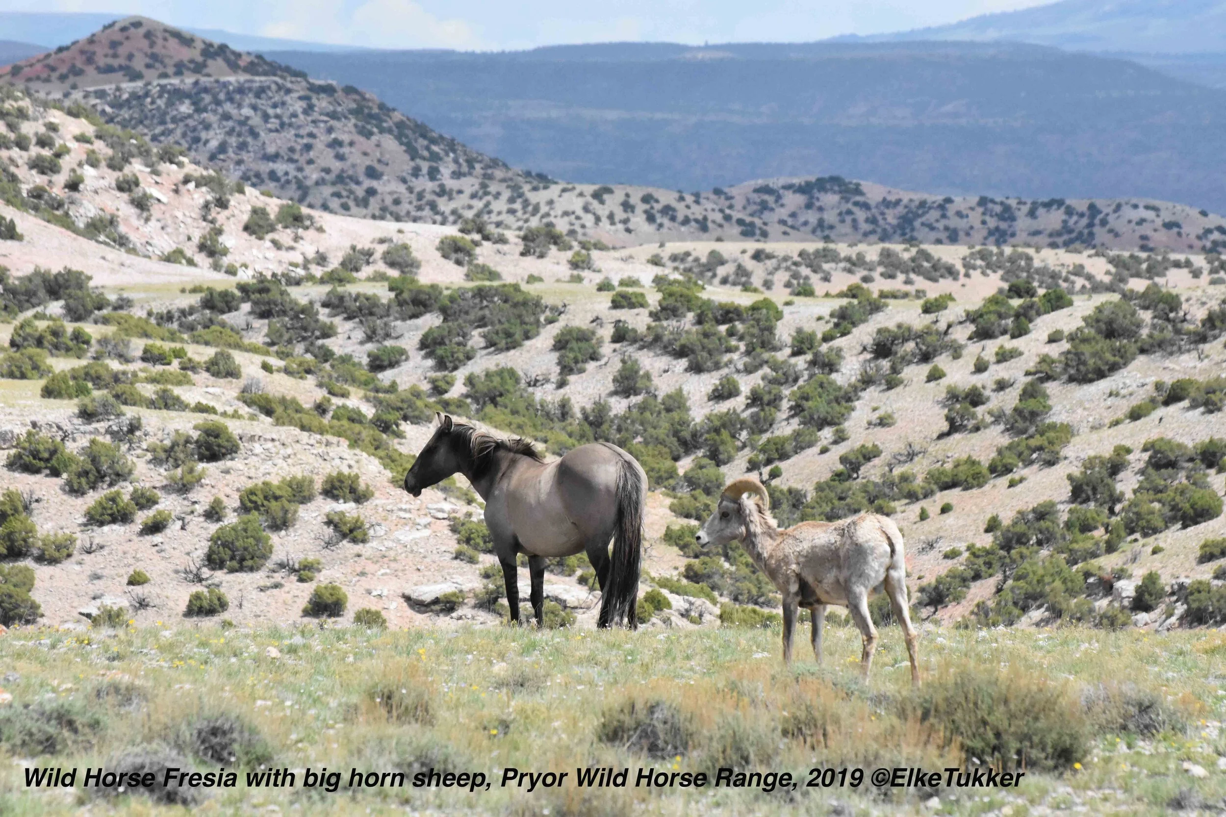 New&nbsp;Research Could be a Game Changer for Wild Horses and Burros