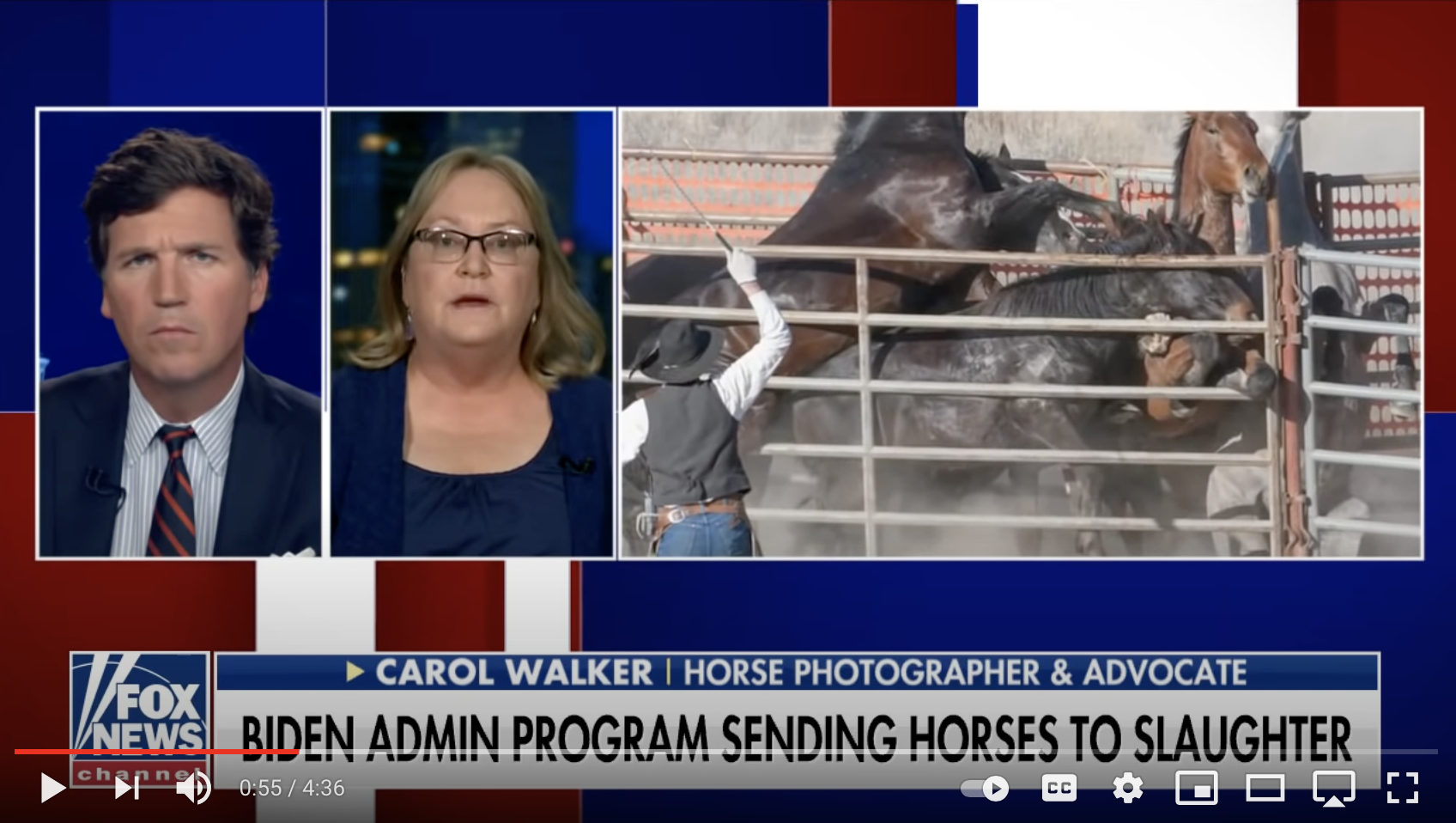 Wild Horse Advocate Makes National News