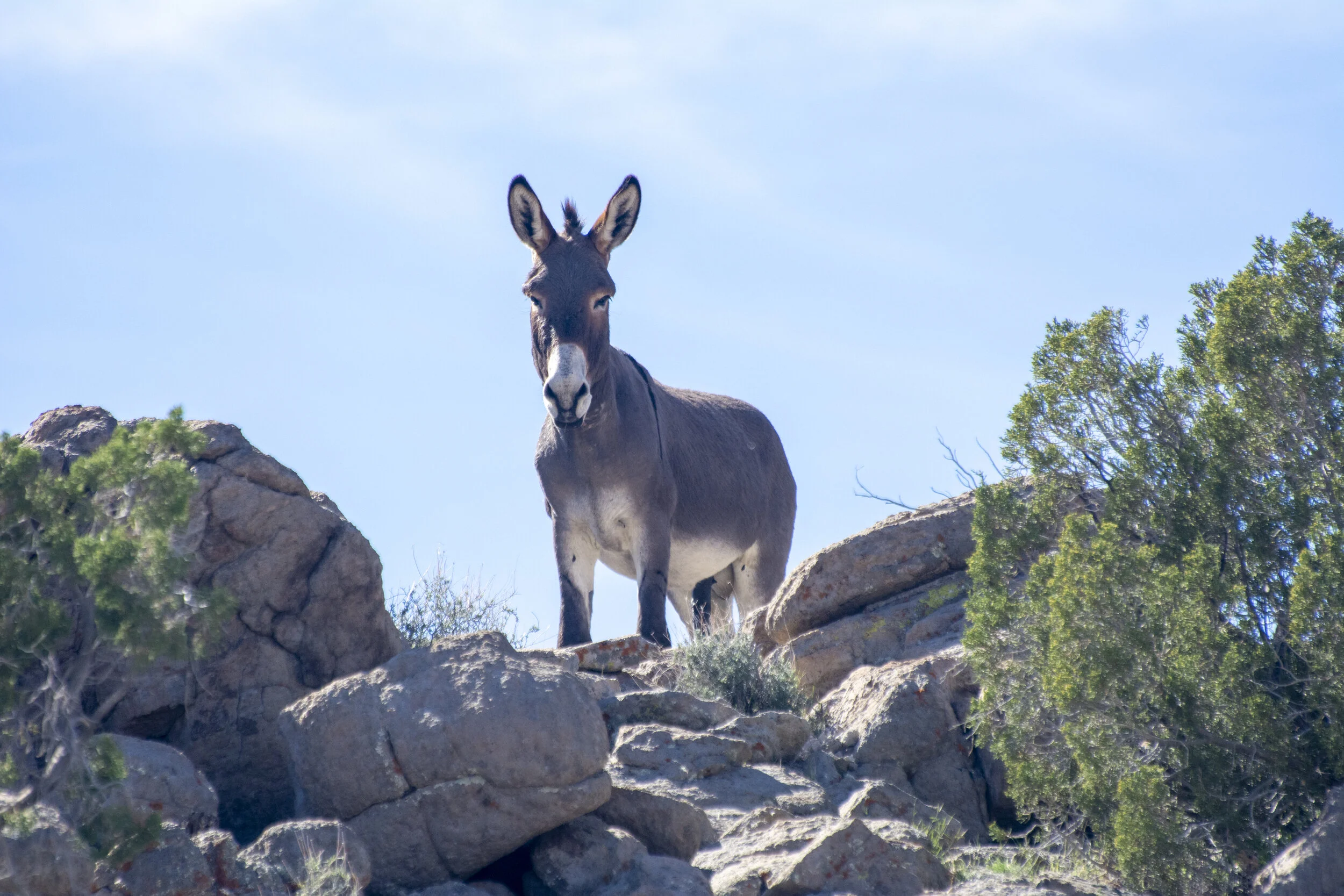America’s Wild and Wondrous Burros are in Peril