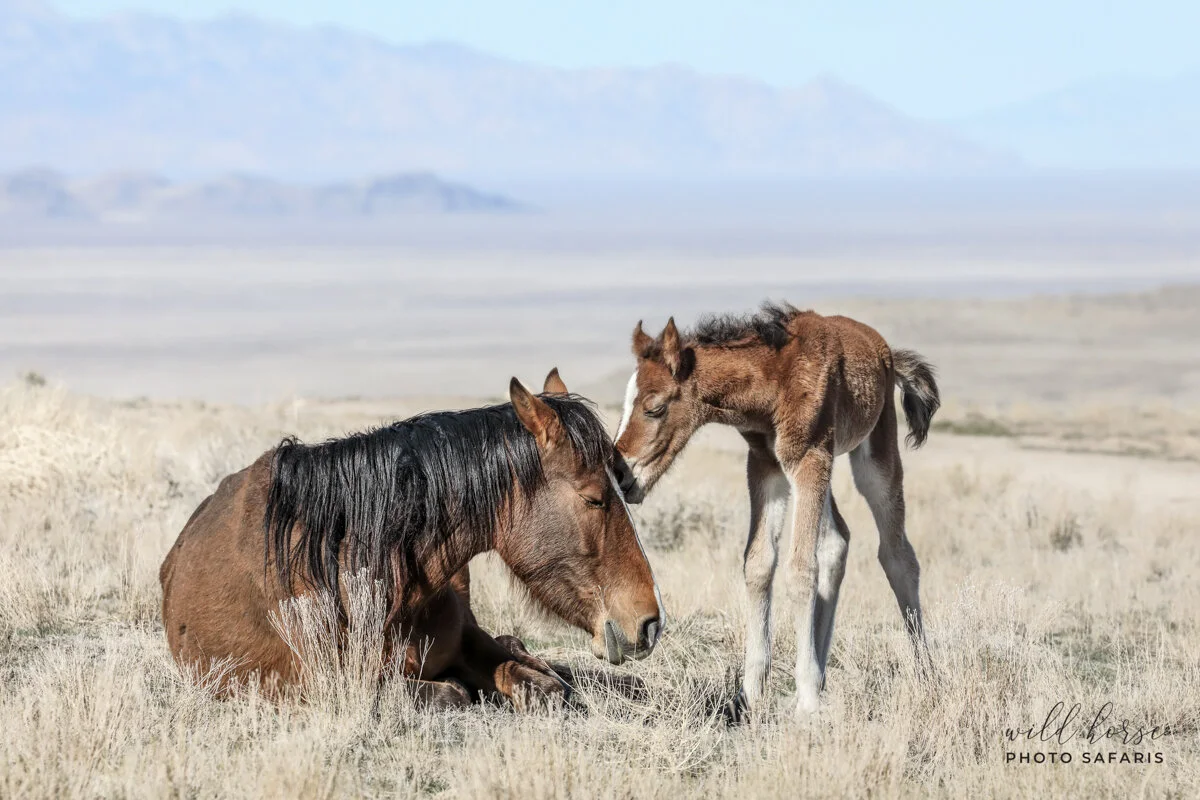 Katherine Heigl, Wild Horse Protection Leaders Announce “Wild Horse and Burro Freedom Rally” to Save Iconic Onaqui Herd in Utah