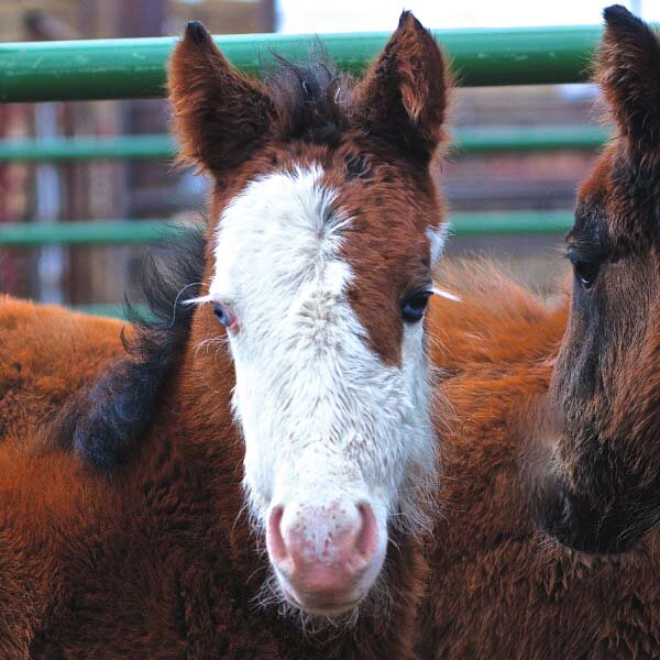Tell Your Senator to End Horse Slaughter Now!