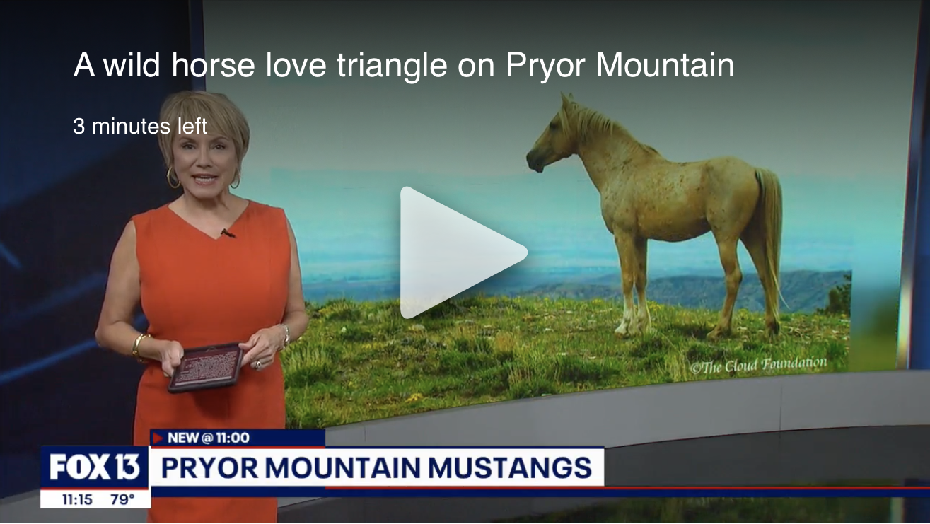 Pryor Mustang Love Triangle Makes the News