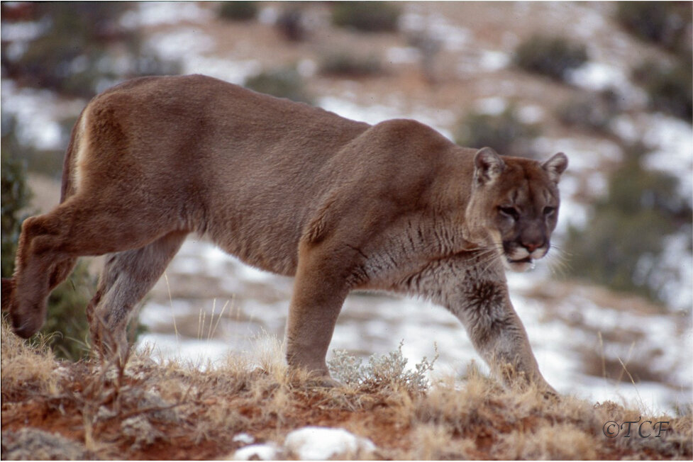 Predators Necessary For Ecological Balance