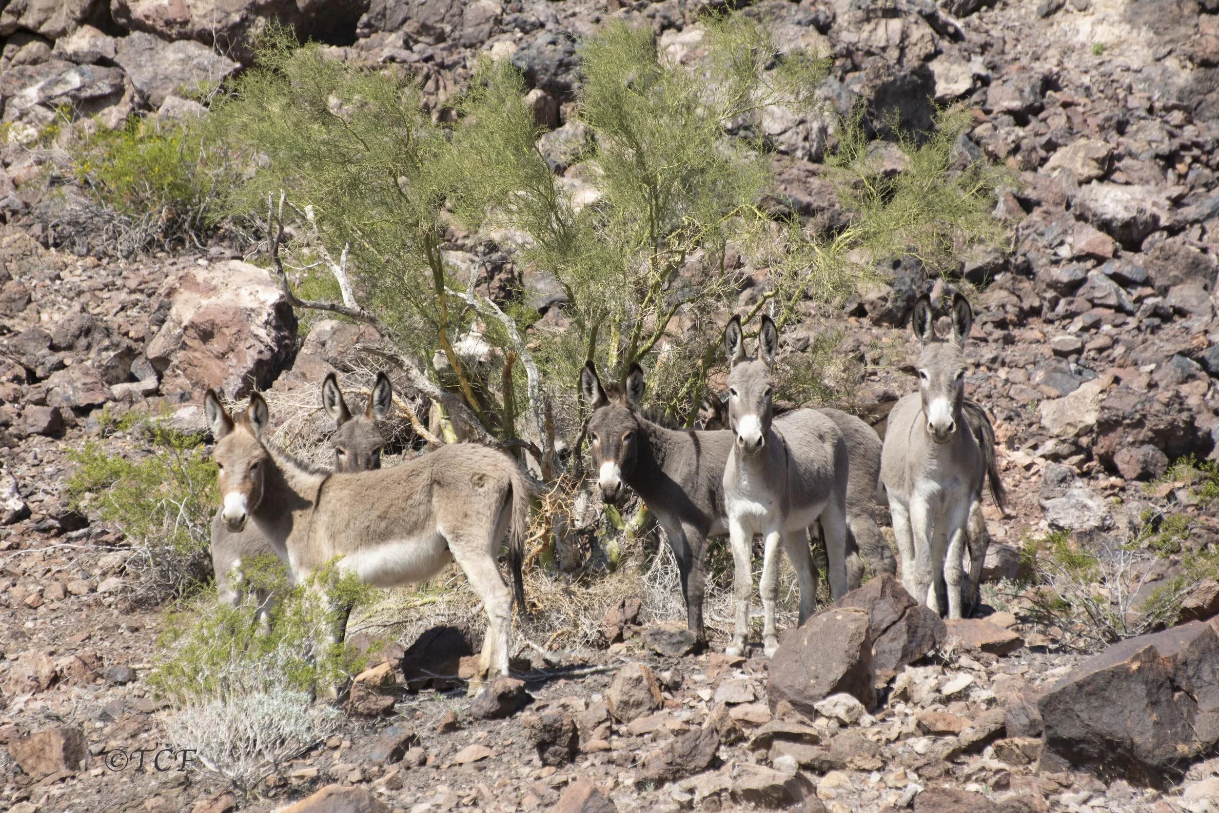 Speak Up for Utah's Burros