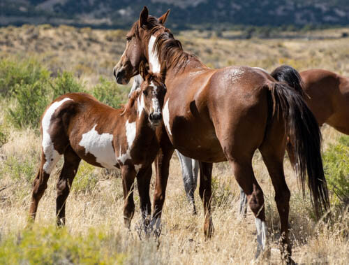 Colorado Governor Calls for Freeze on Wild Horse Roundups