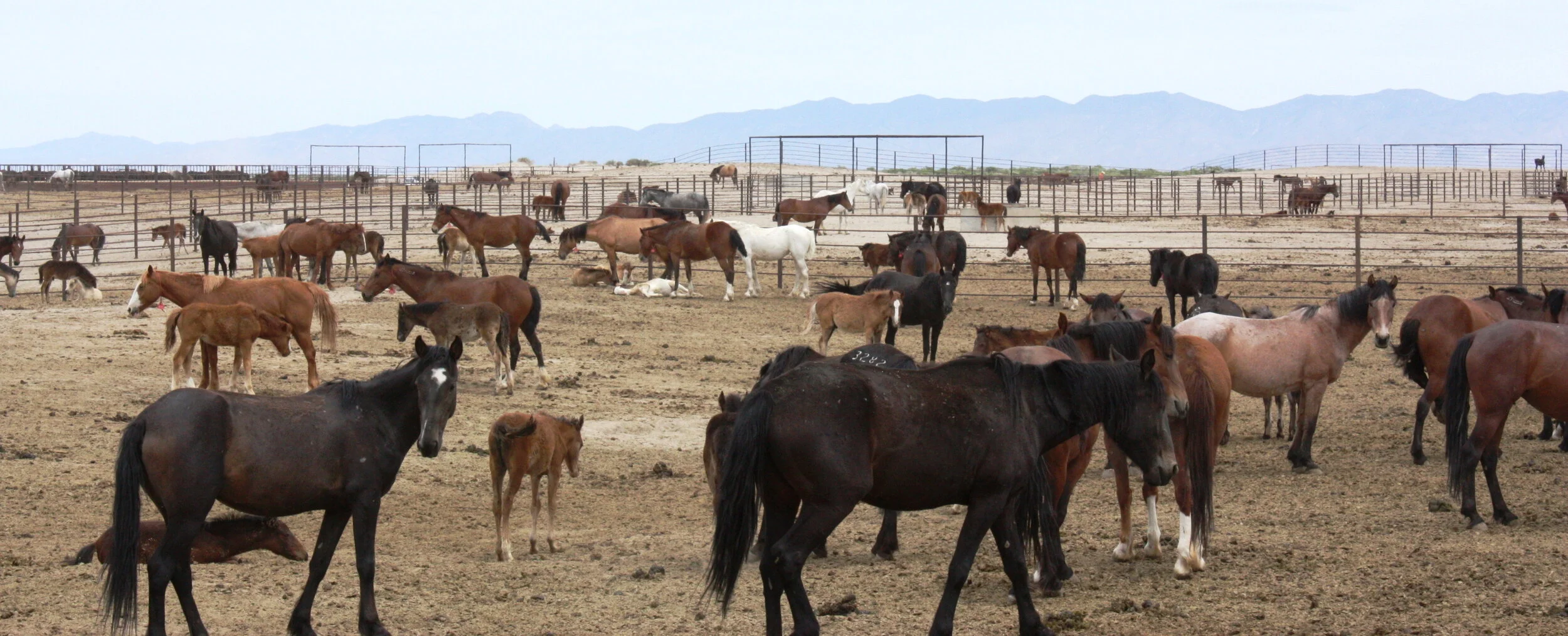 BLM Plans Feedlot for 4,000 Wild Horses