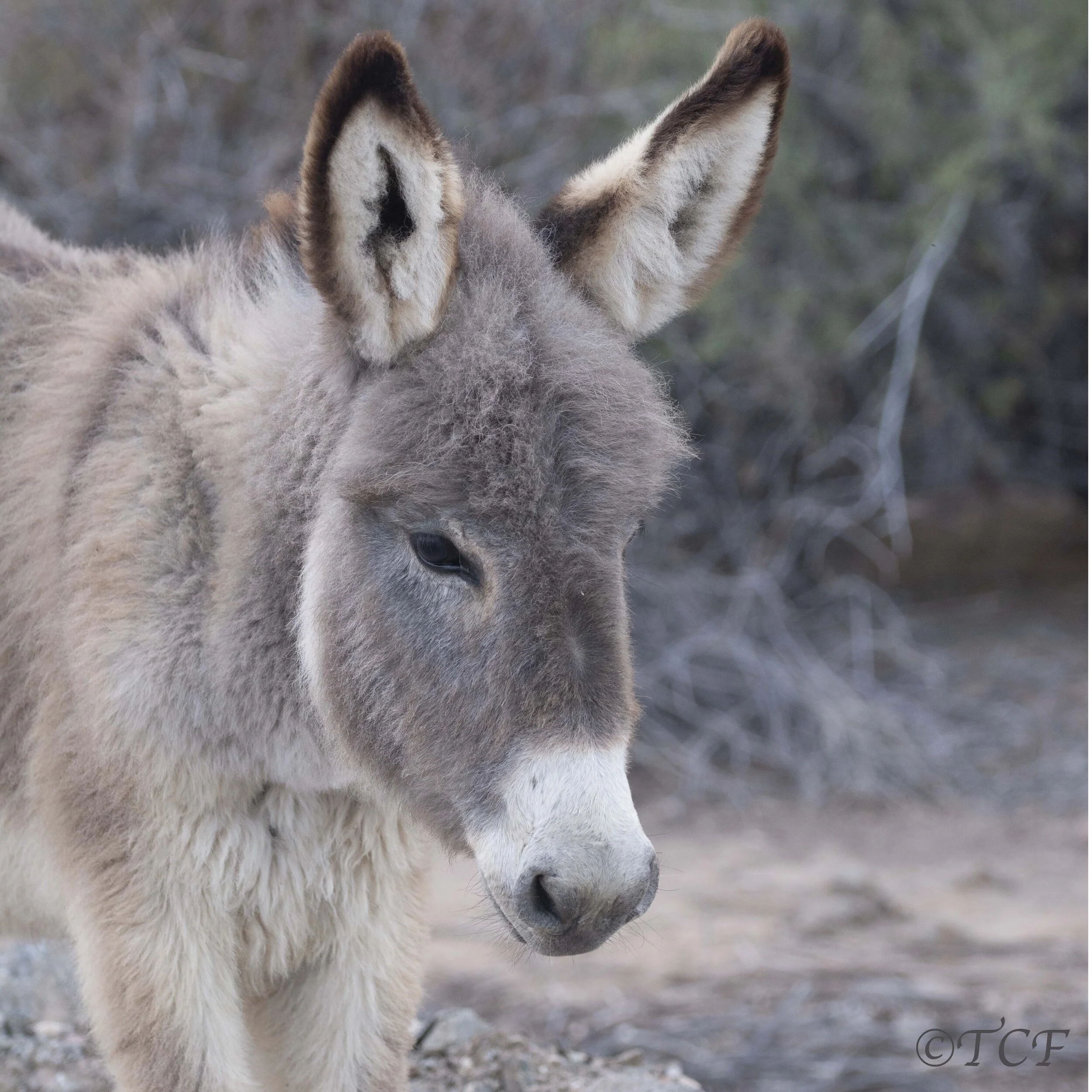 Stop Brutal Donkey Slaughter Worldwide