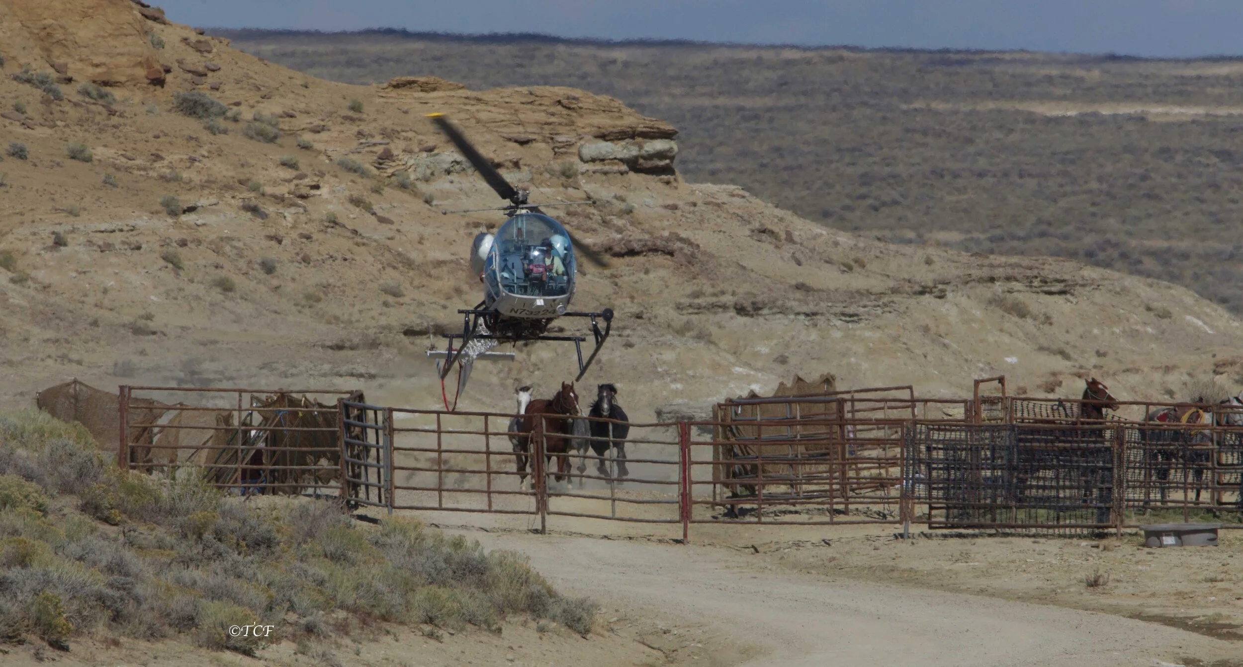 BLM is Decimating Jackson Mountains Herd Right Now