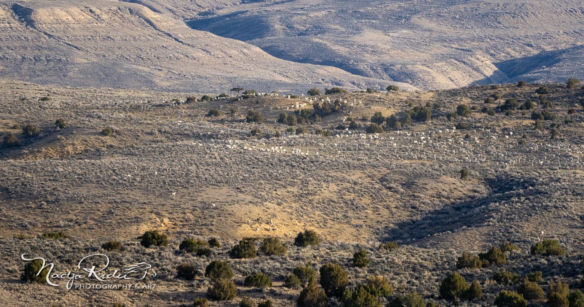 BLM Allows Livestock Grazing in Sand Wash Basin Just Months After "Emergency" Wild Horse Roundup