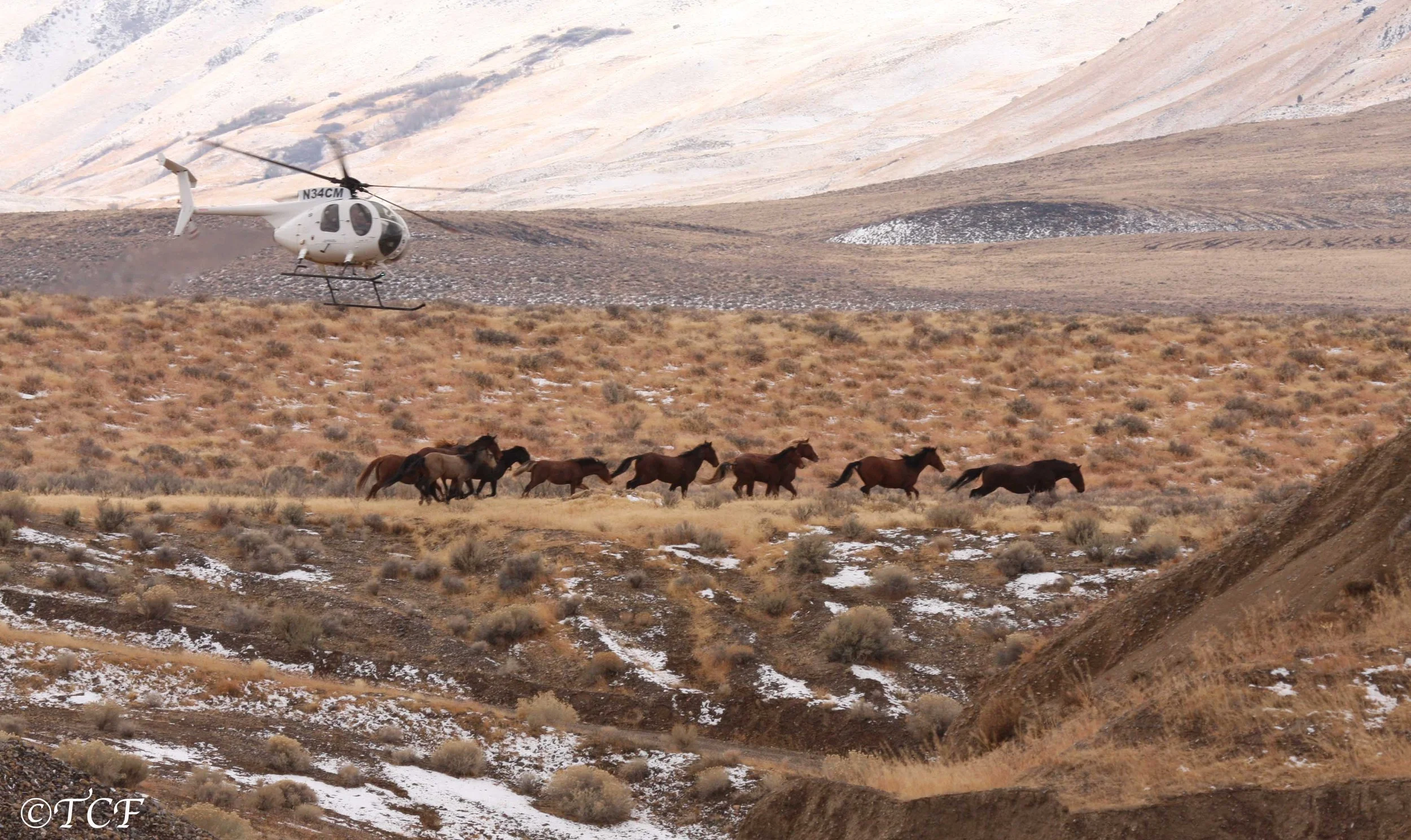 50th Anniversary of Wild Horse Act Marks Largest Assault on America’s Wild Horses Since the 1971 Act Was Unanimously Passed by Congress 