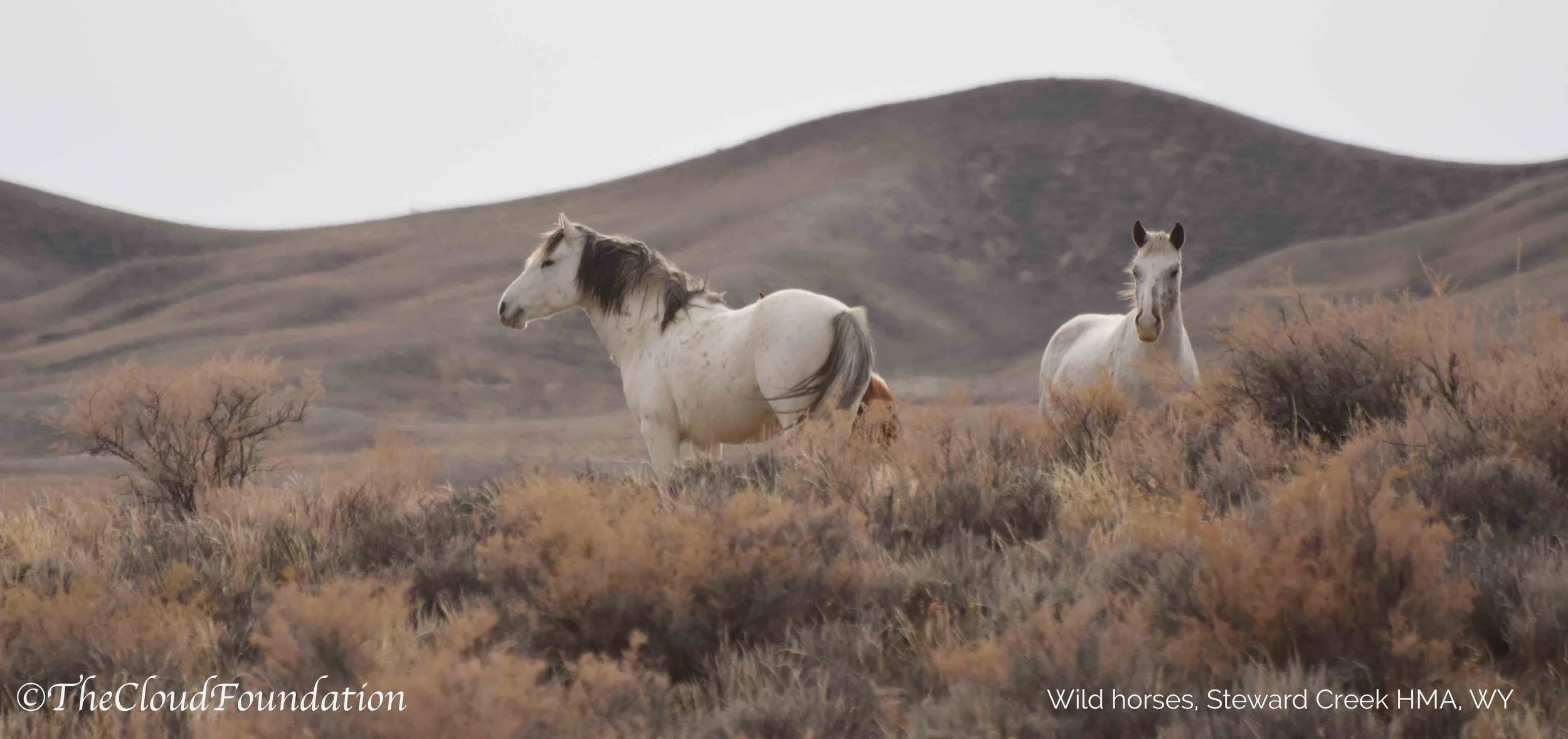 BLM Announces Fertility Control Program in Stewart Creek