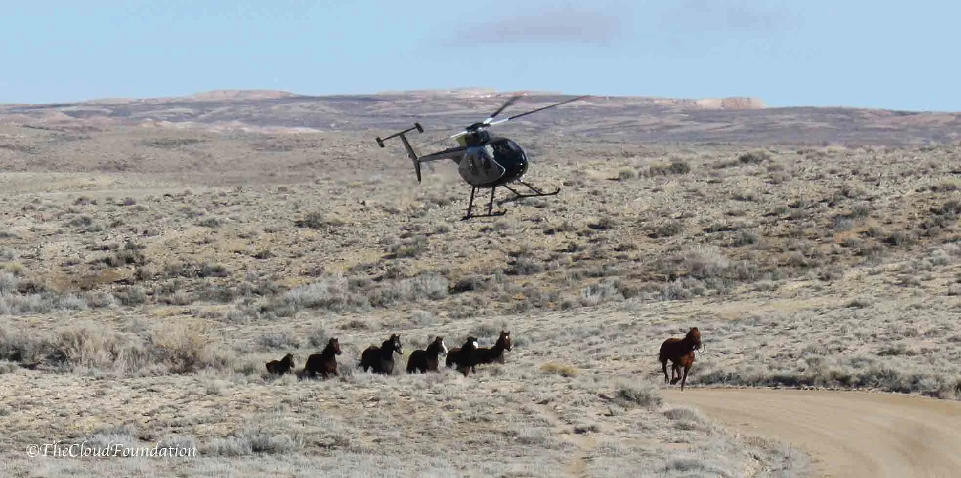 Roundup Alert: Bureau Announces Roundup for Desatoya Horses, NV. 