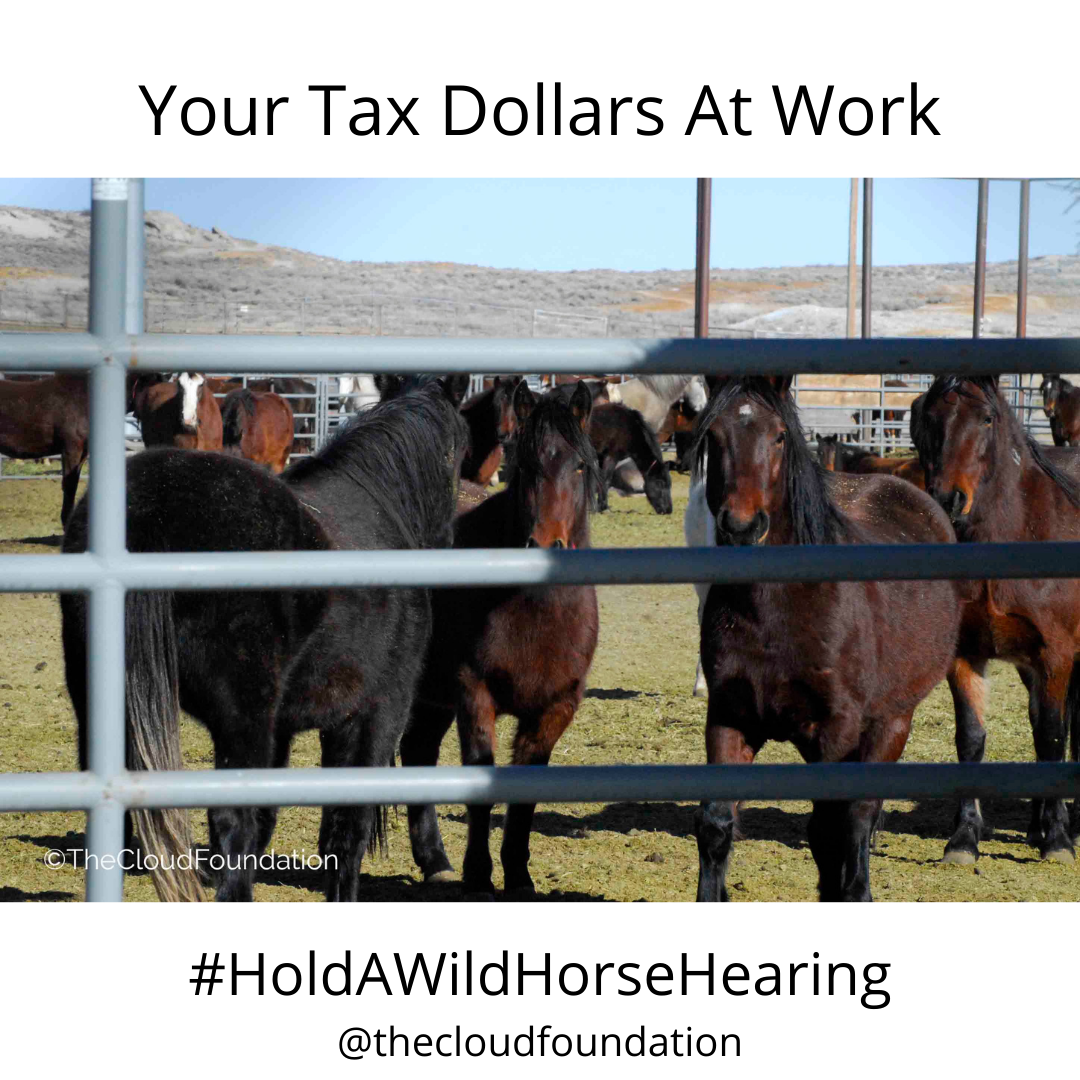 Tell Congress: Hold Govt. Accountable for Failed Program