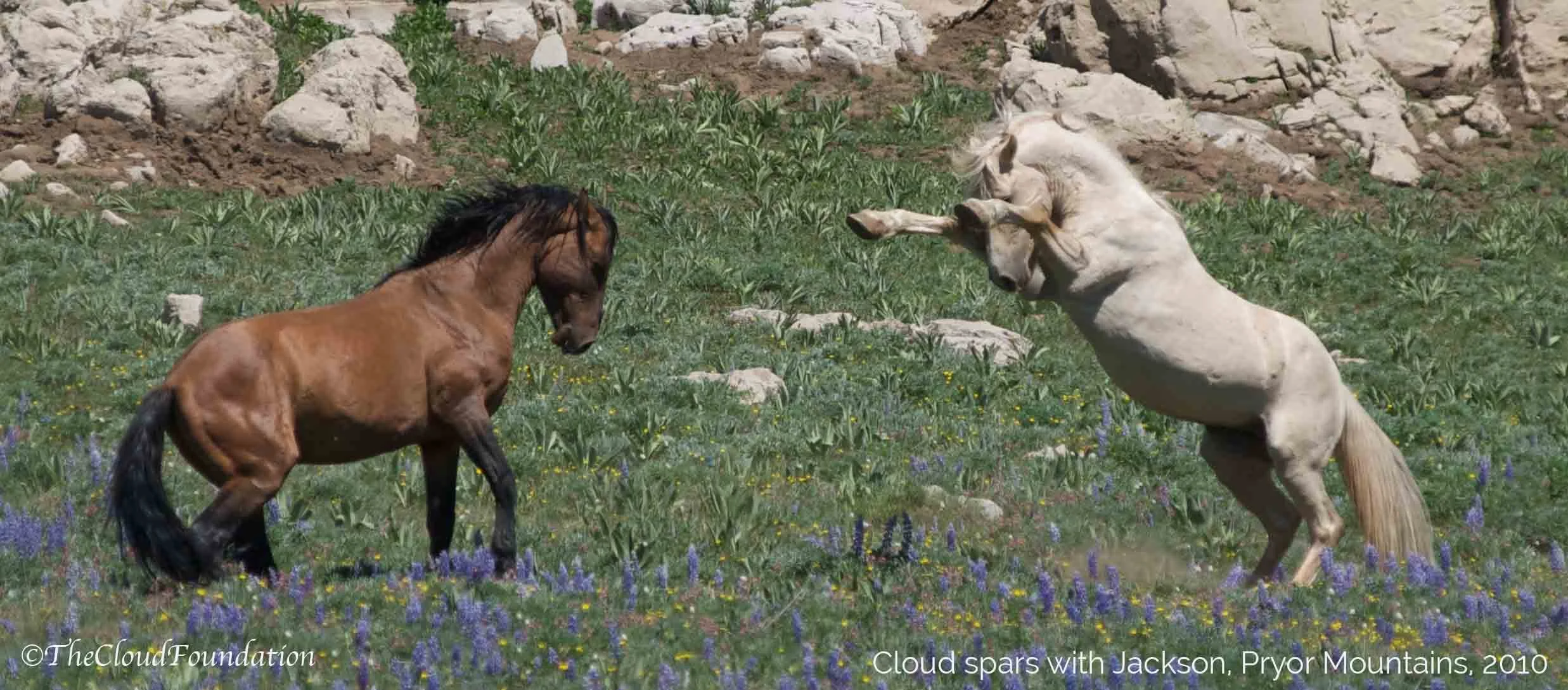 Wild Horse Wins: Congressional Champions Fight for Wild Horses &amp; Burros 