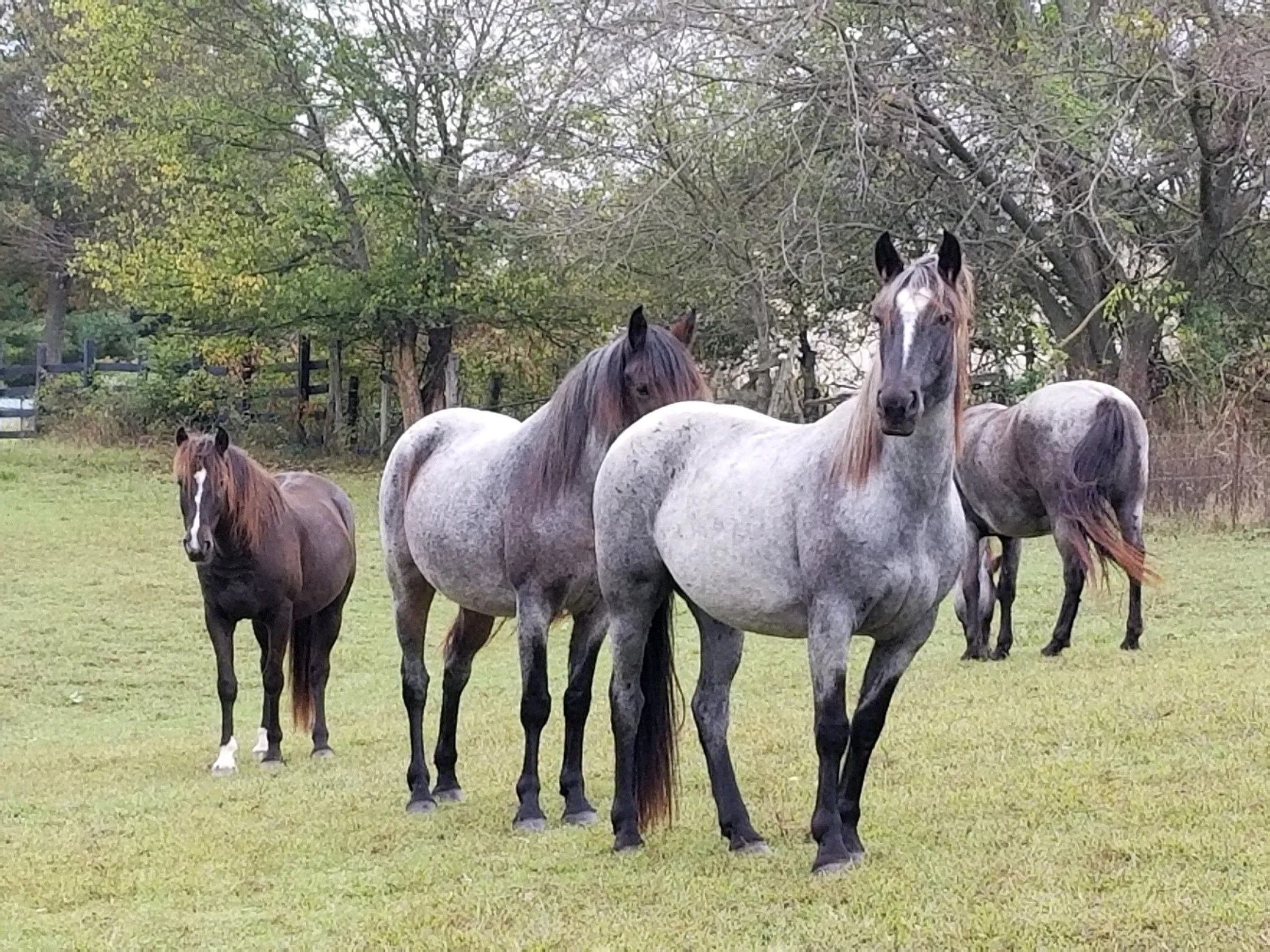 Six Mustangs - One Forever Home [Guest Post by Erin Phillips]