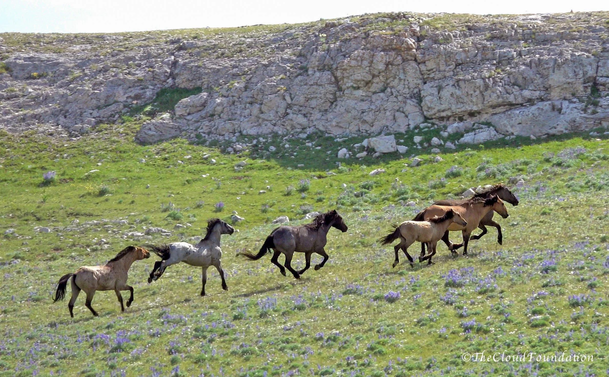 Pryor Mustangs Under Attack