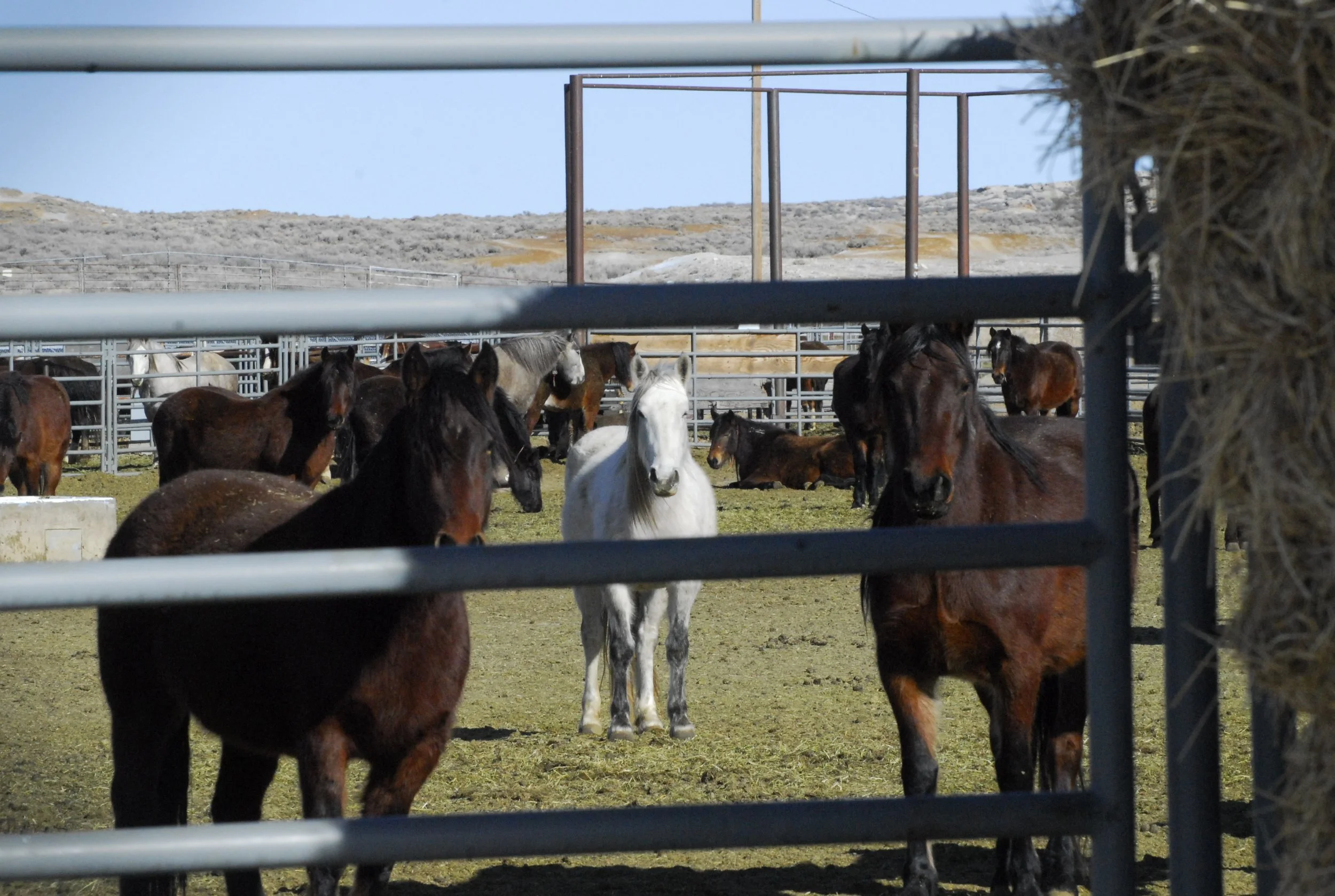 Mysterious Wild Horse Deaths Skyrocket at BLM Holding Facility