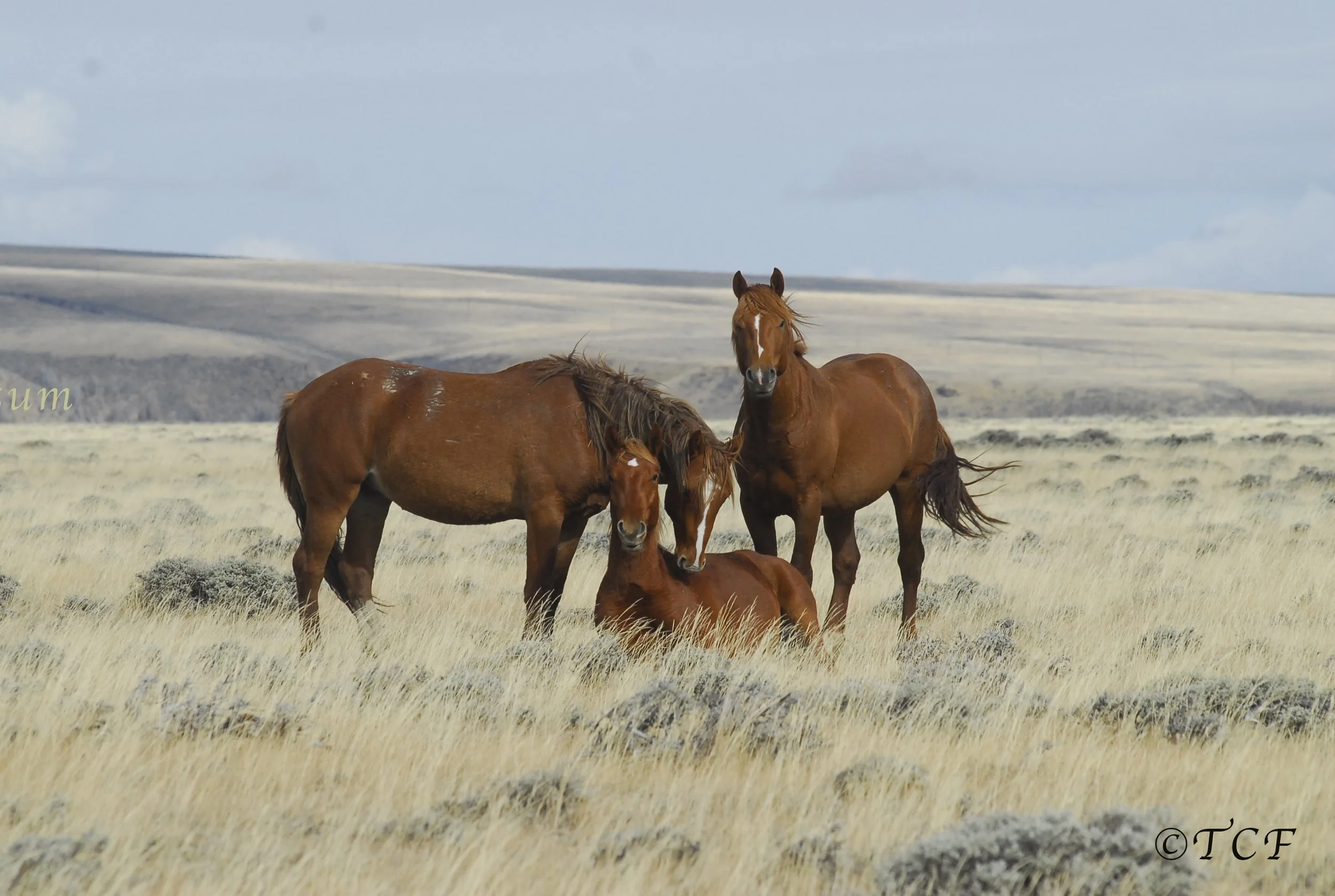 Oppose BLM's Disaster Plan for Utah's Bible Spring Complex Wild Horses
