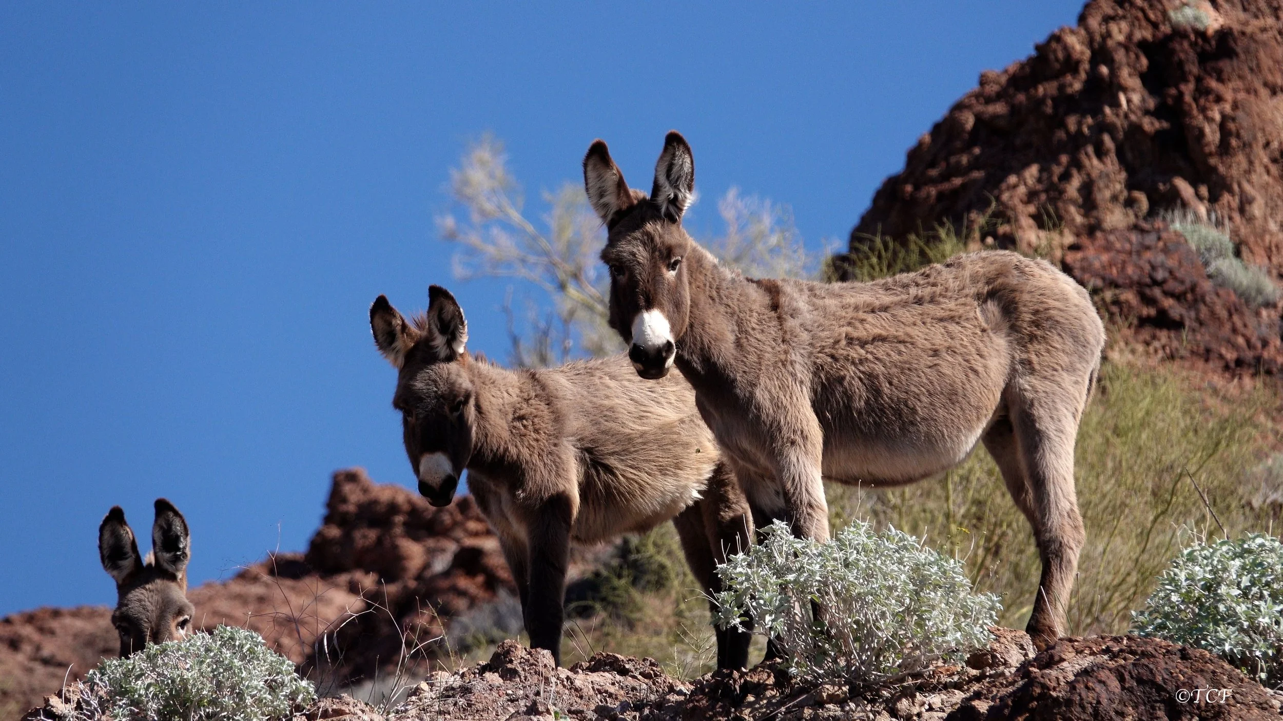 Tell BLM NO Roundup in Burro Sanctuary!