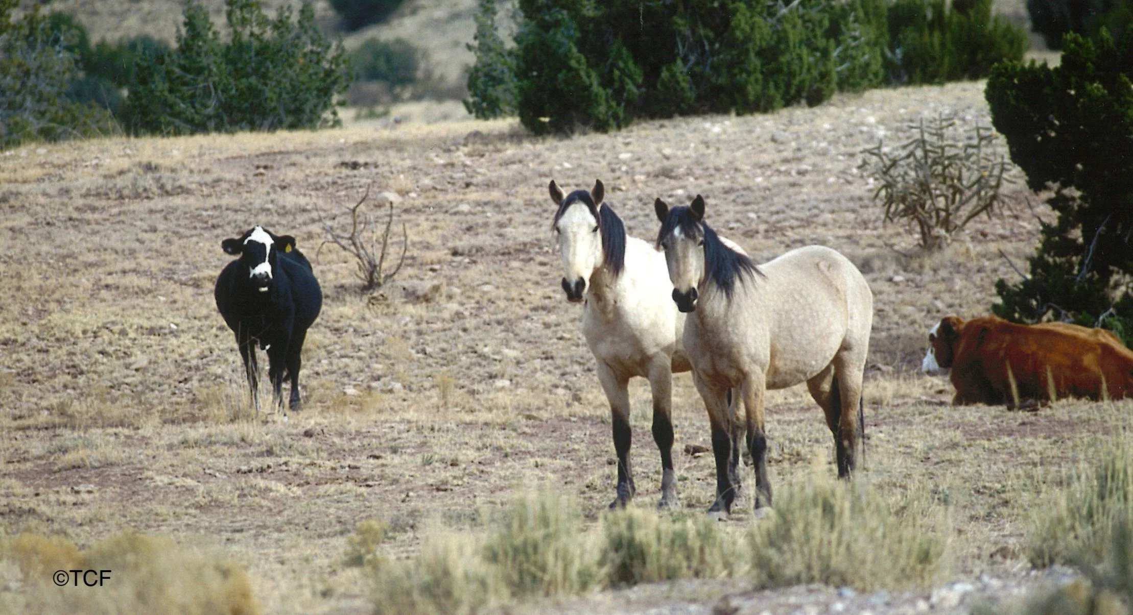 BLM Targets One of the Last Two Herds In New Mexico