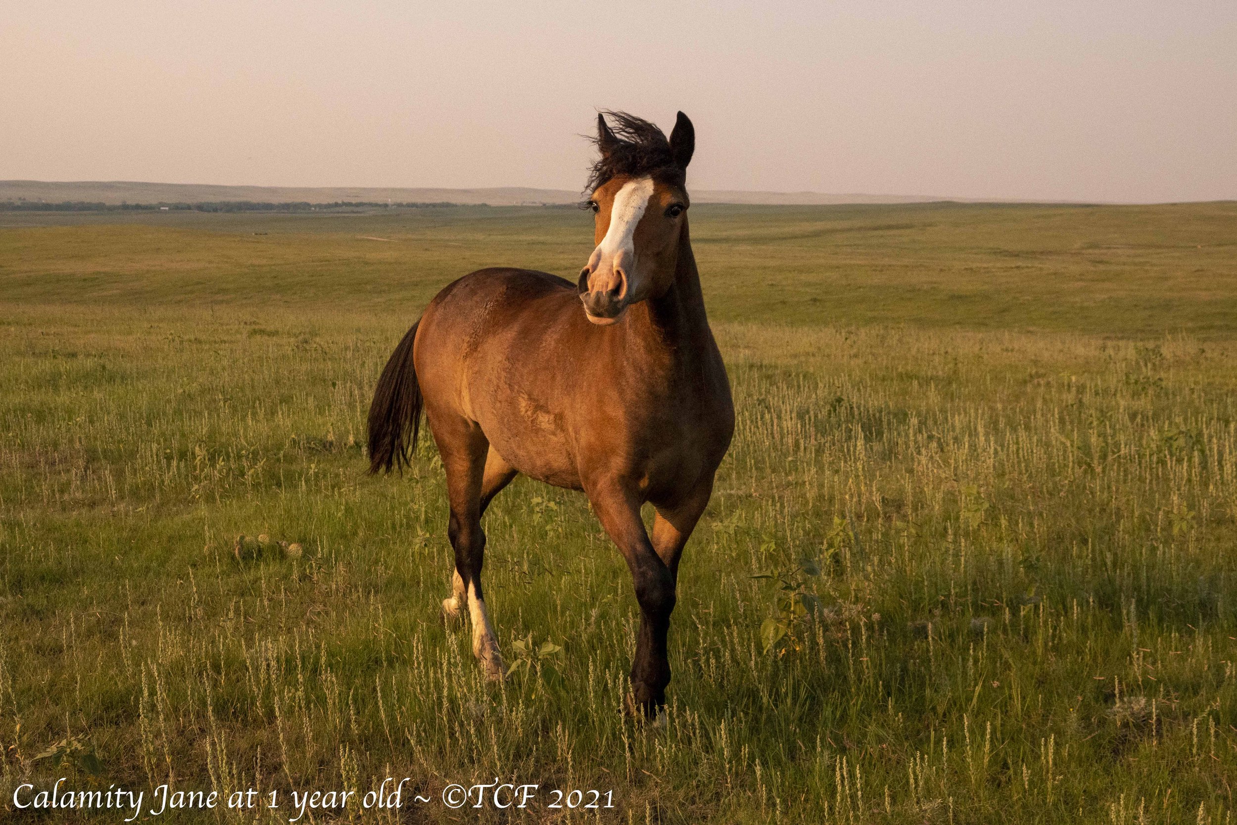 Calamity Jane, filly