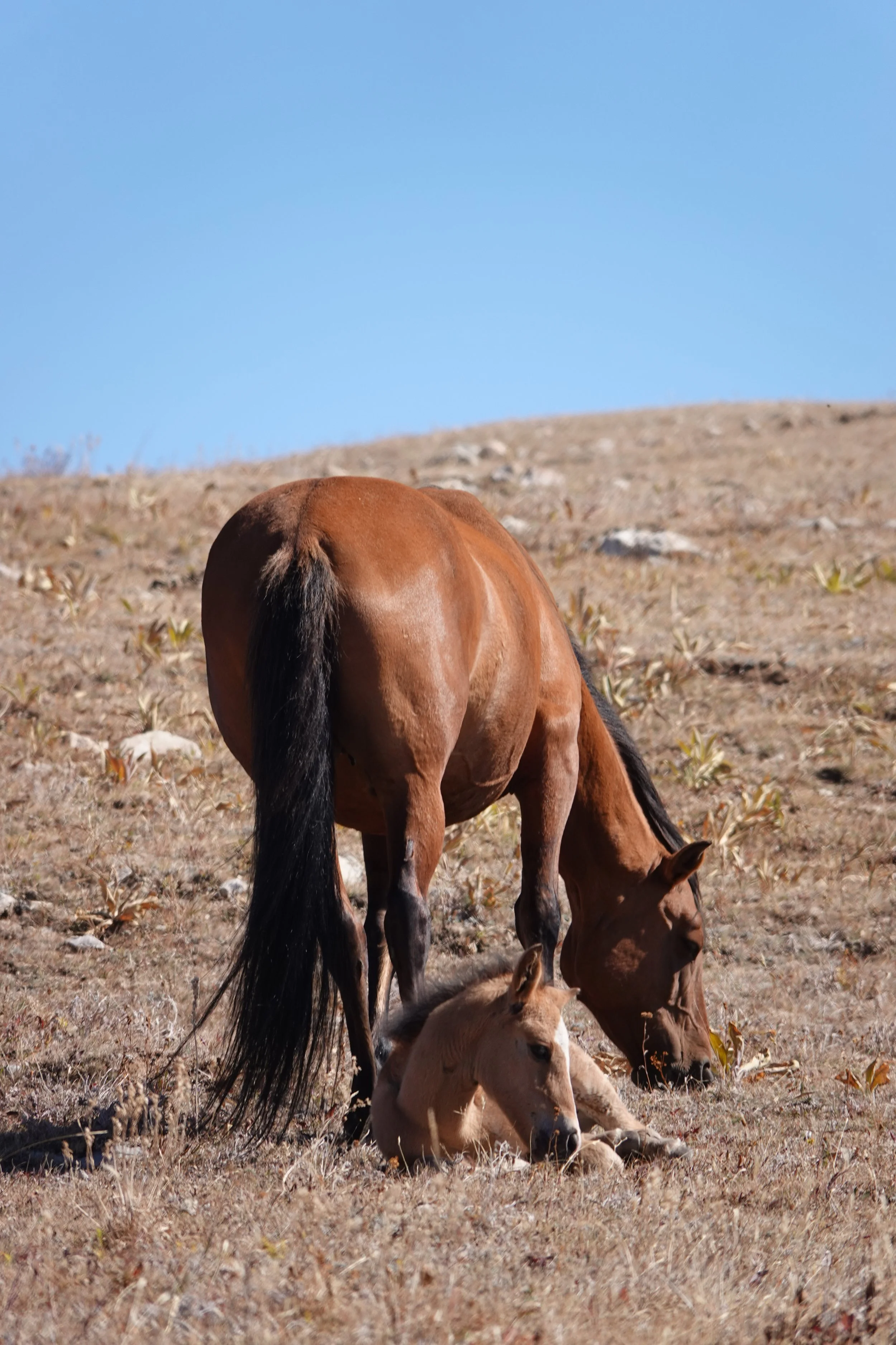 Pryor Wild Horses in Jeopardy!