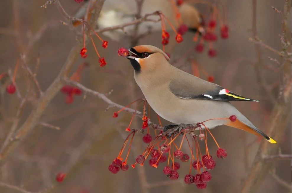 “The Dead of Winter”
