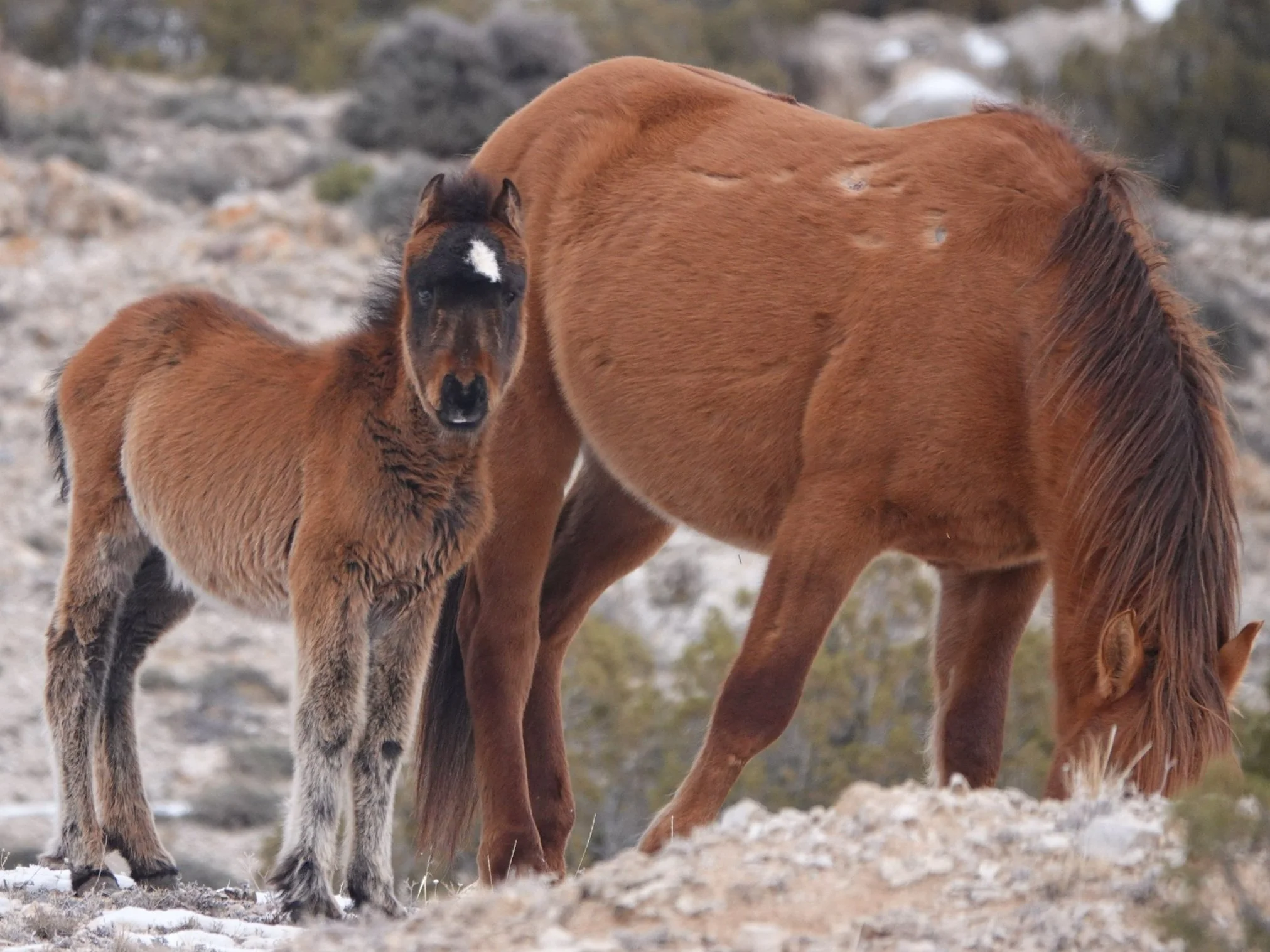 The Story of Wyoming Whisper