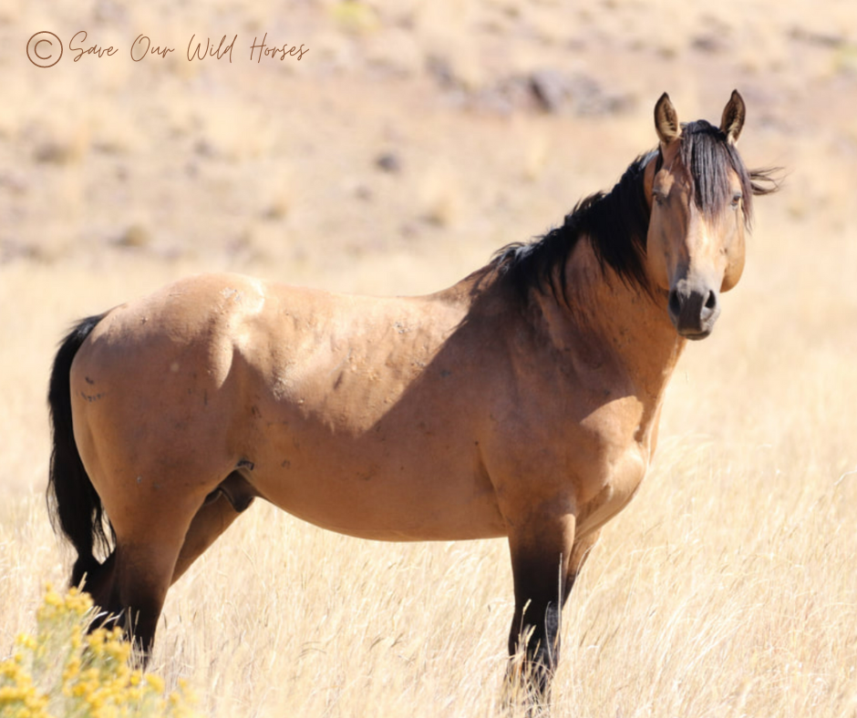 Please Don't Give Up: Idaho's few remaining wild horses are under attack!